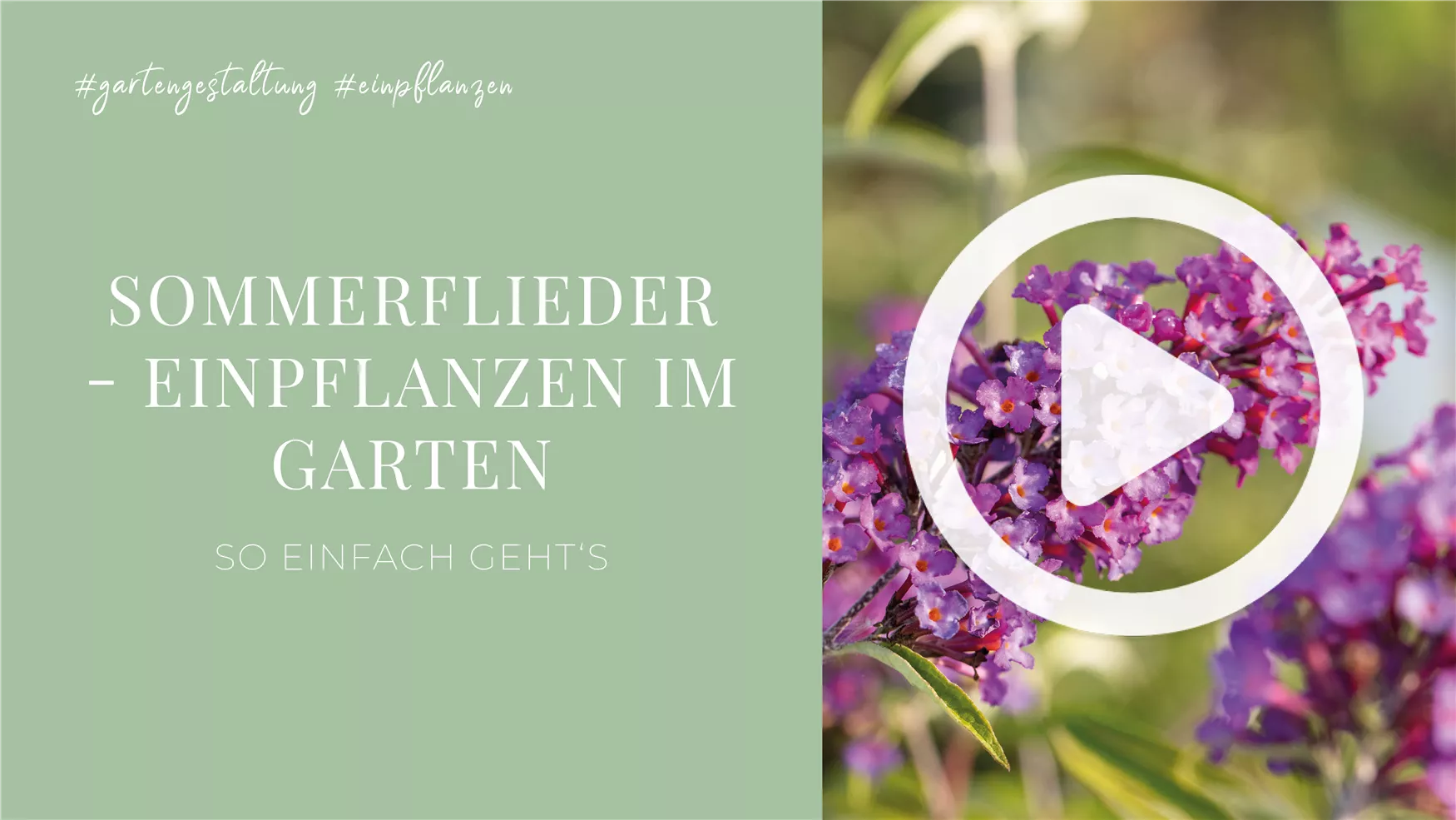 Sommerflieder - Einpflanzen im Garten