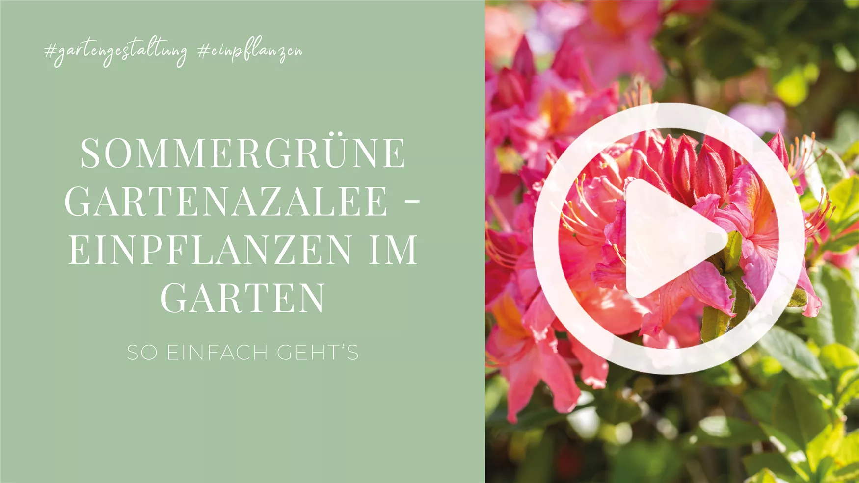 Sommergrüne Gartenazalee - Einpflanzen im Garten