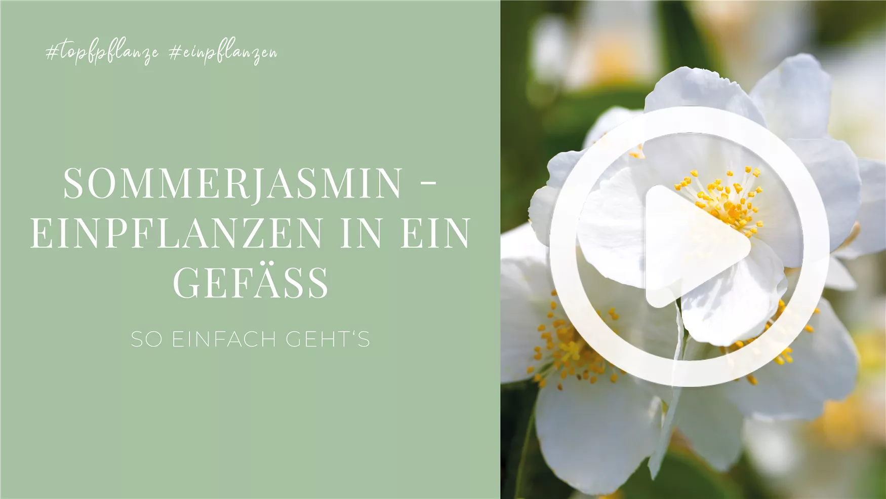 Sommerjasmin - Einpflanzen in ein Gefäß