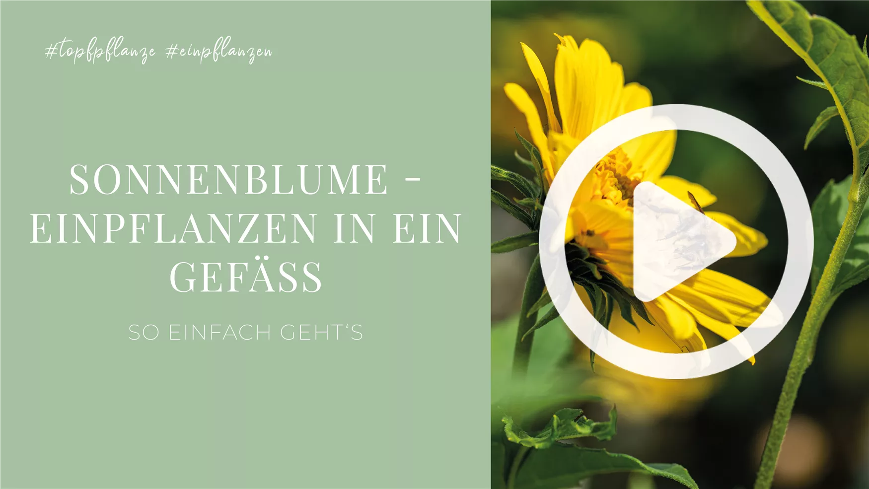 Sonnenblume - Einpflanzen in ein Gefäß