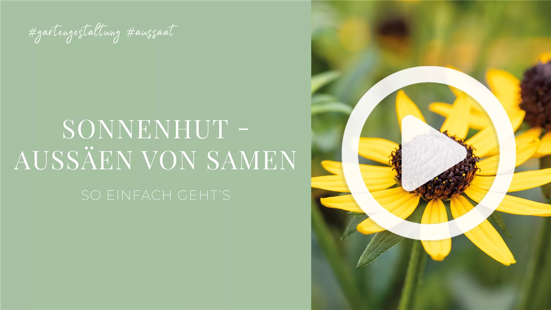 Sonnenhut - Aussäen von Samen