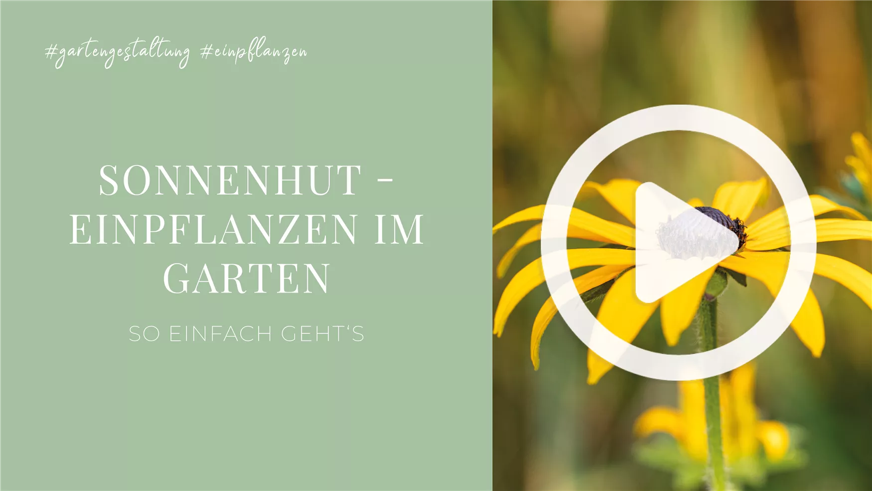 Sonnenhut - Einpflanzen im Garten