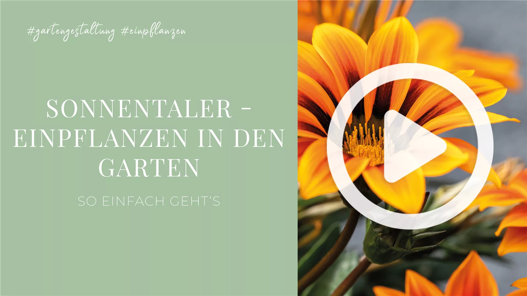 Sonnentaler - Einpflanzen in den Garten 