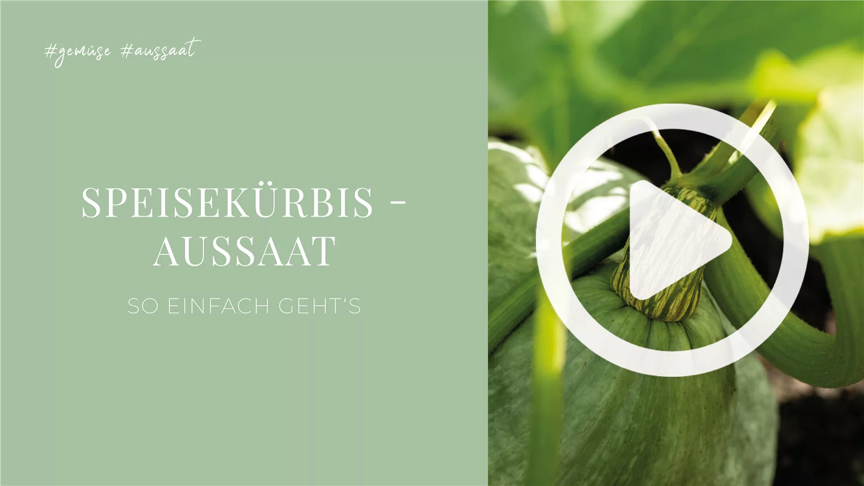 Speisekürbis - Aussaat