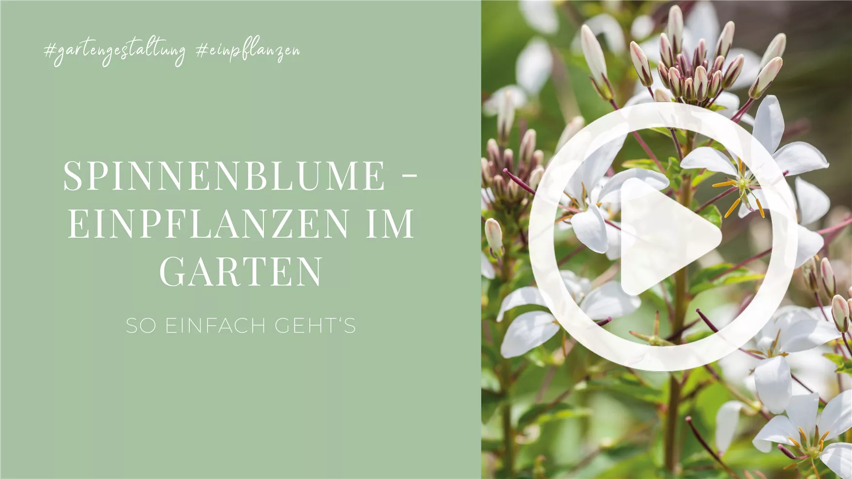 Spinnenblume - Einpflanzen im Garten