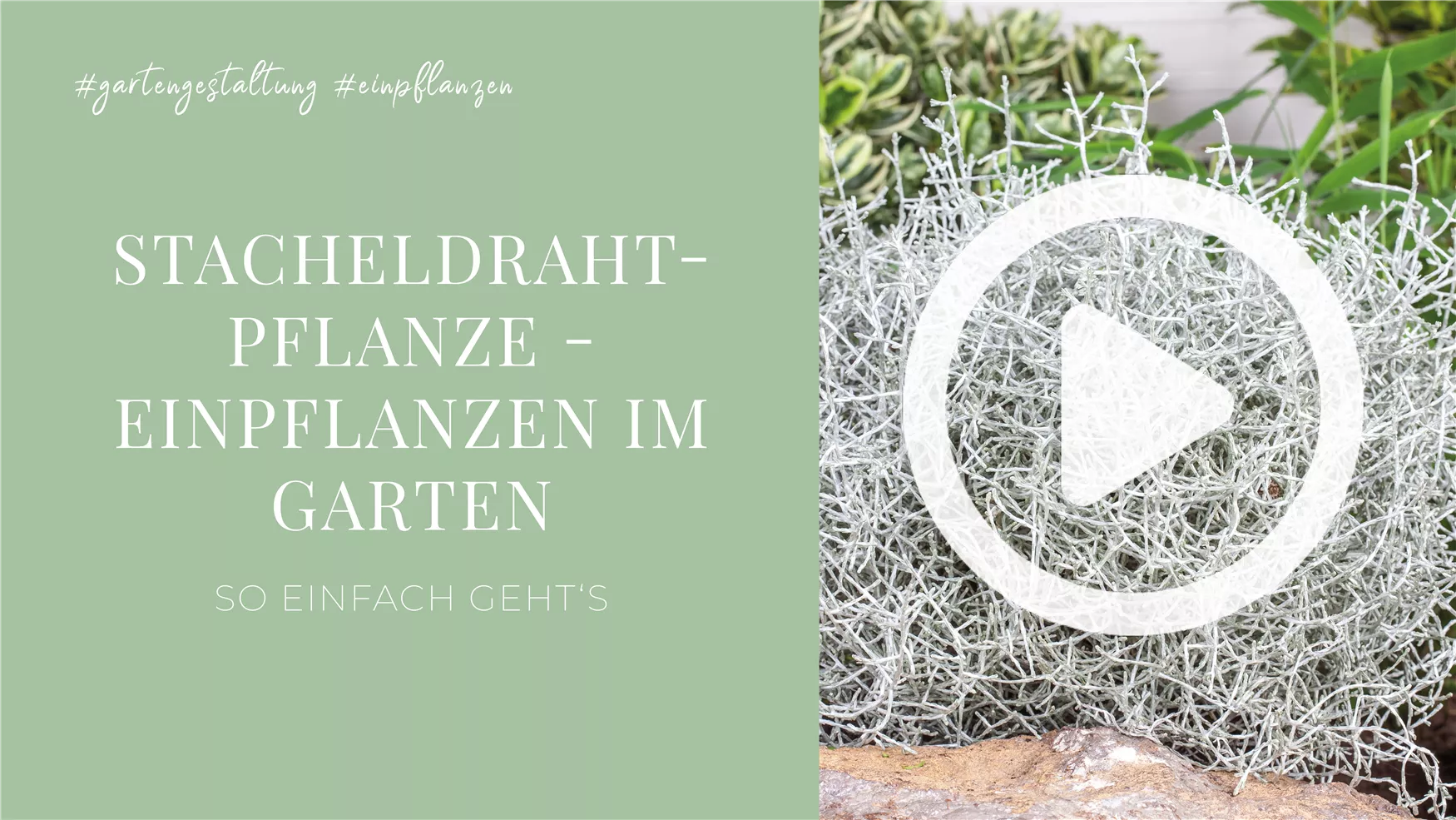 Stacheldrahtpflanze - Einpflanzen im Garten