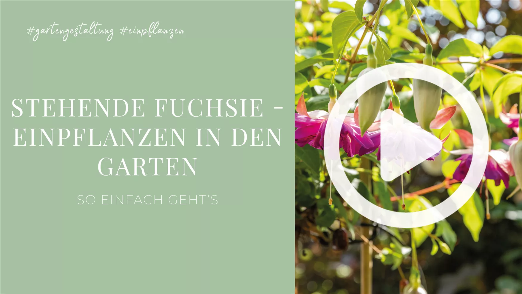 Stehende Fuchsie - Einpflanzen in den Garten