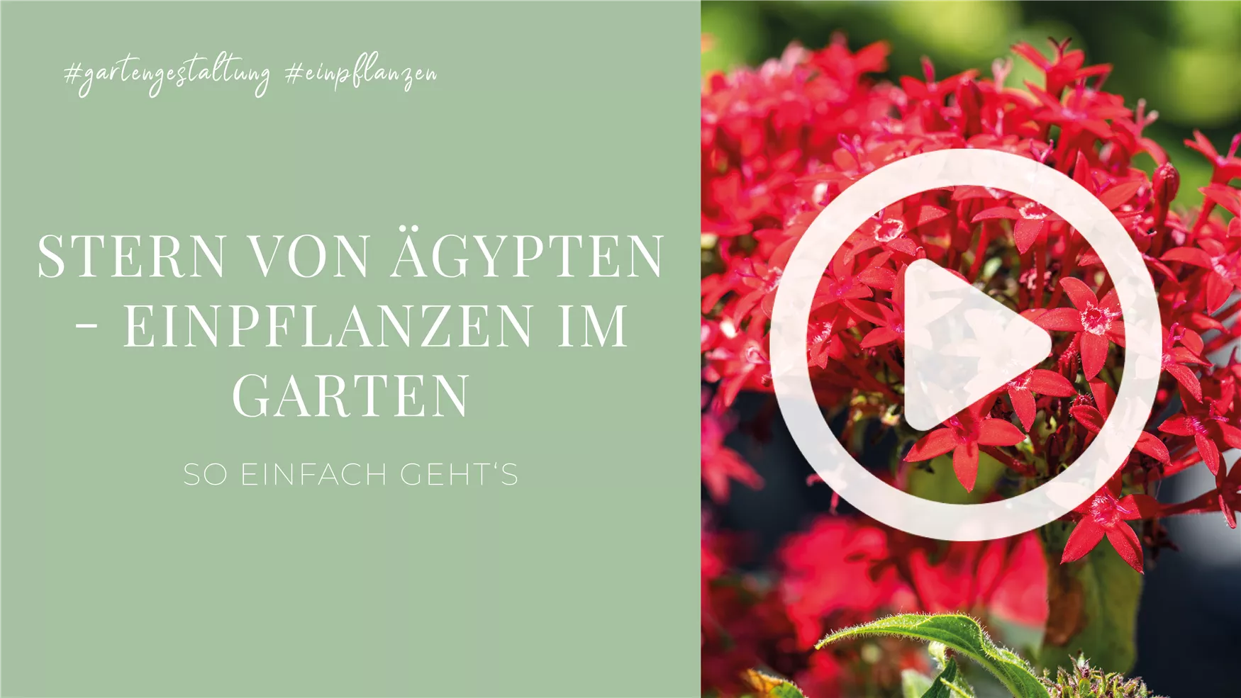 Stern von Ägypten - Einpflanzen im Garten