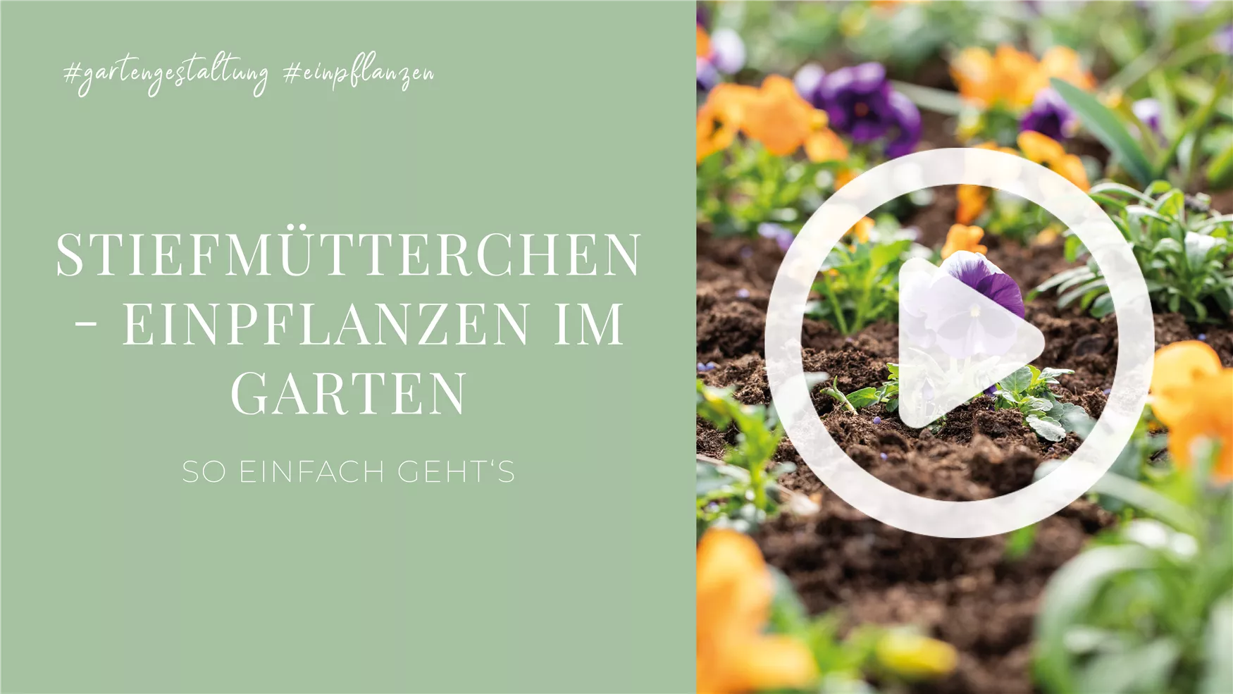 Stiefmütterchen - Einpflanzen im Garten