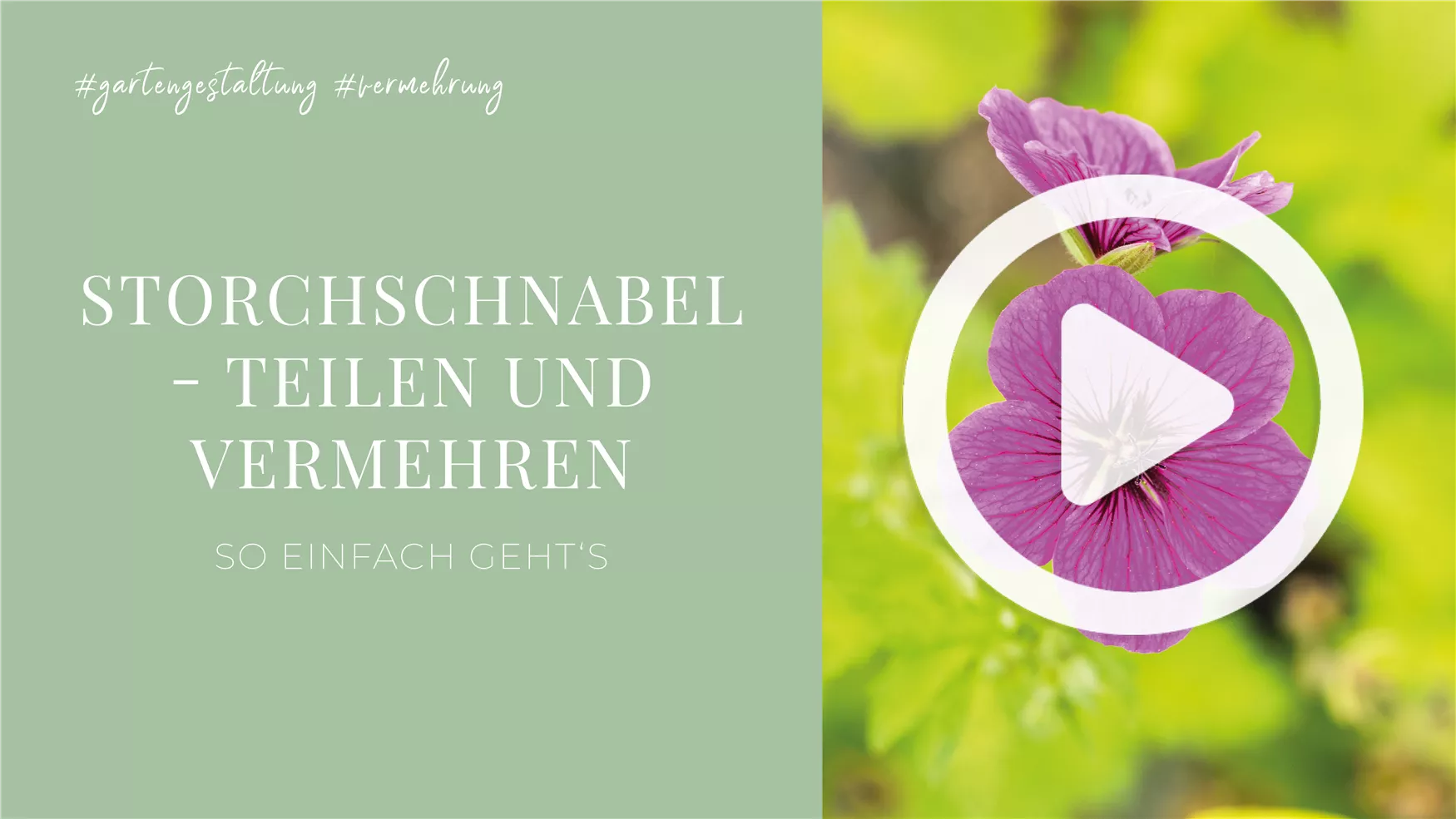 Storchschnabel - Teilen und Vermehren