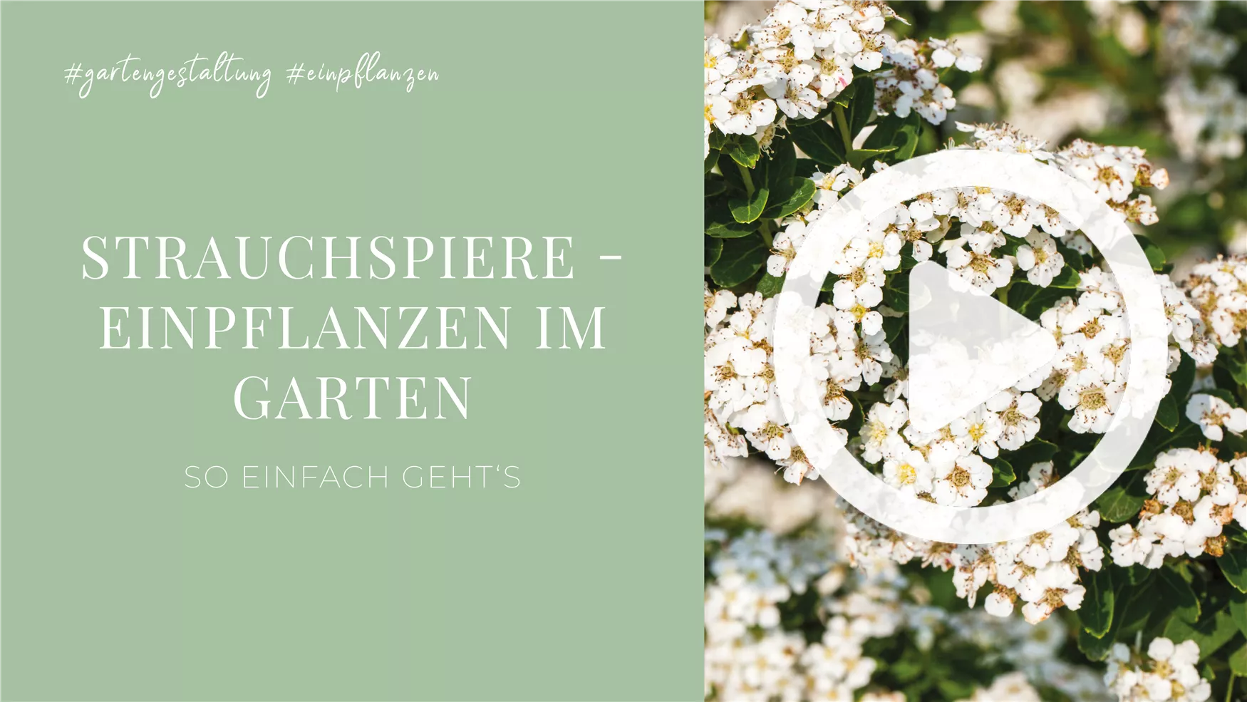 Strauchspiere - Einpflanzen im Garten