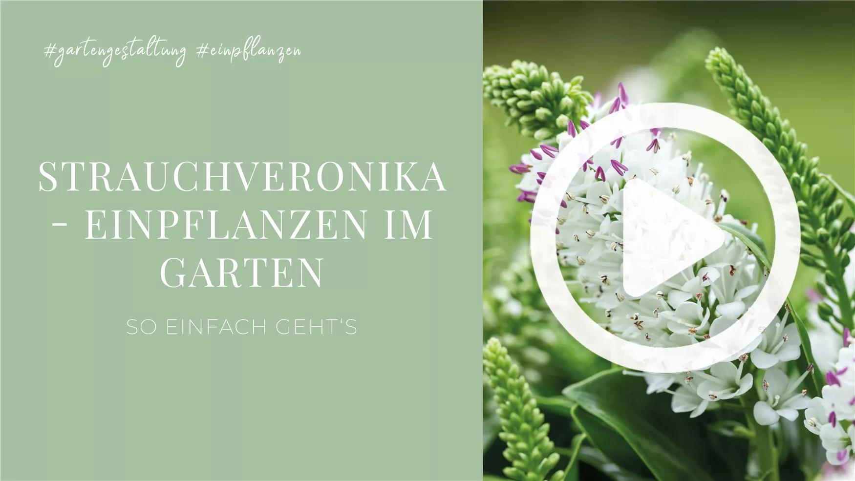 Strauchveronika - Einpflanzen im Garten