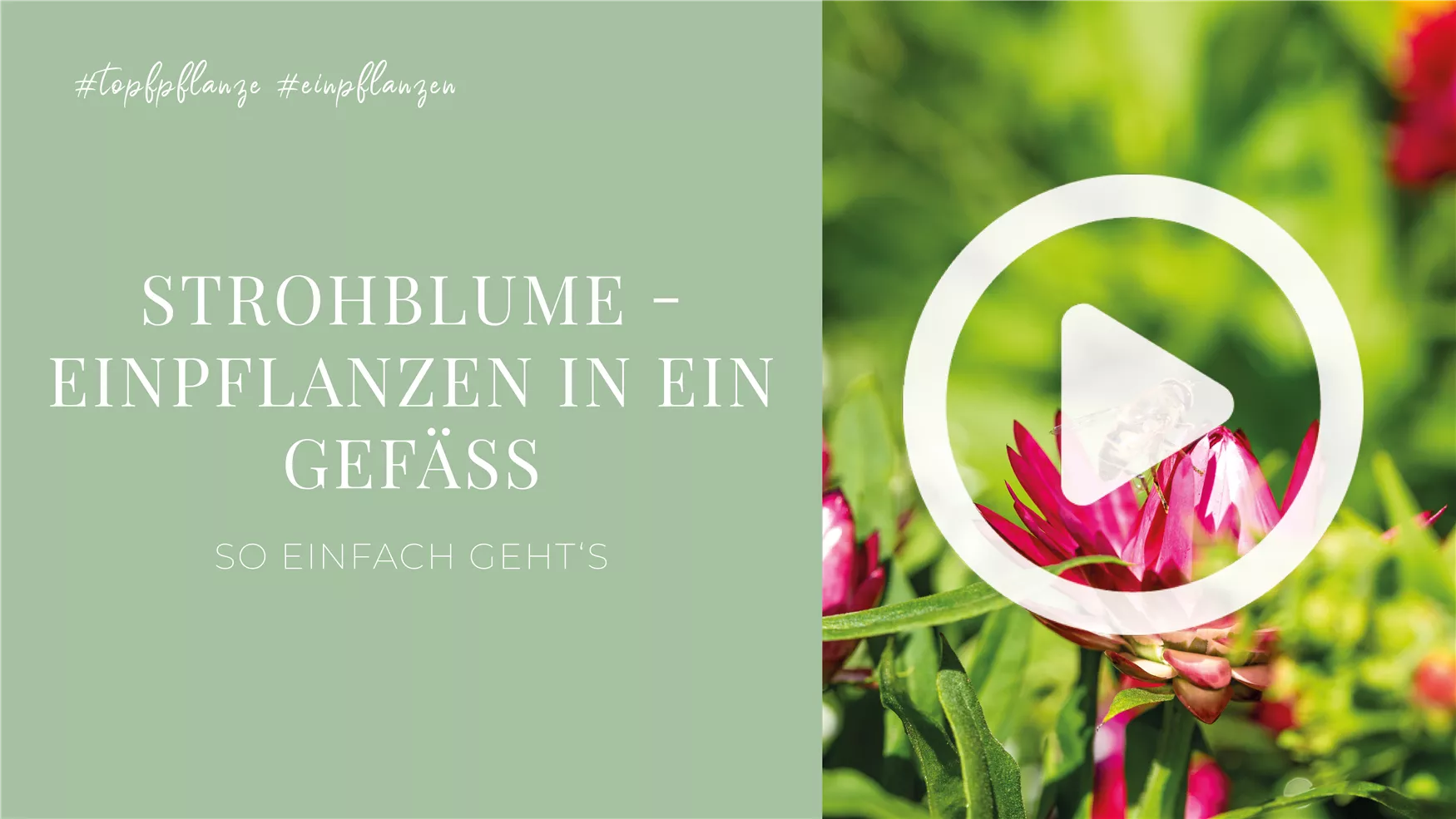 Strohblume - Einpflanzen in ein Gefäß