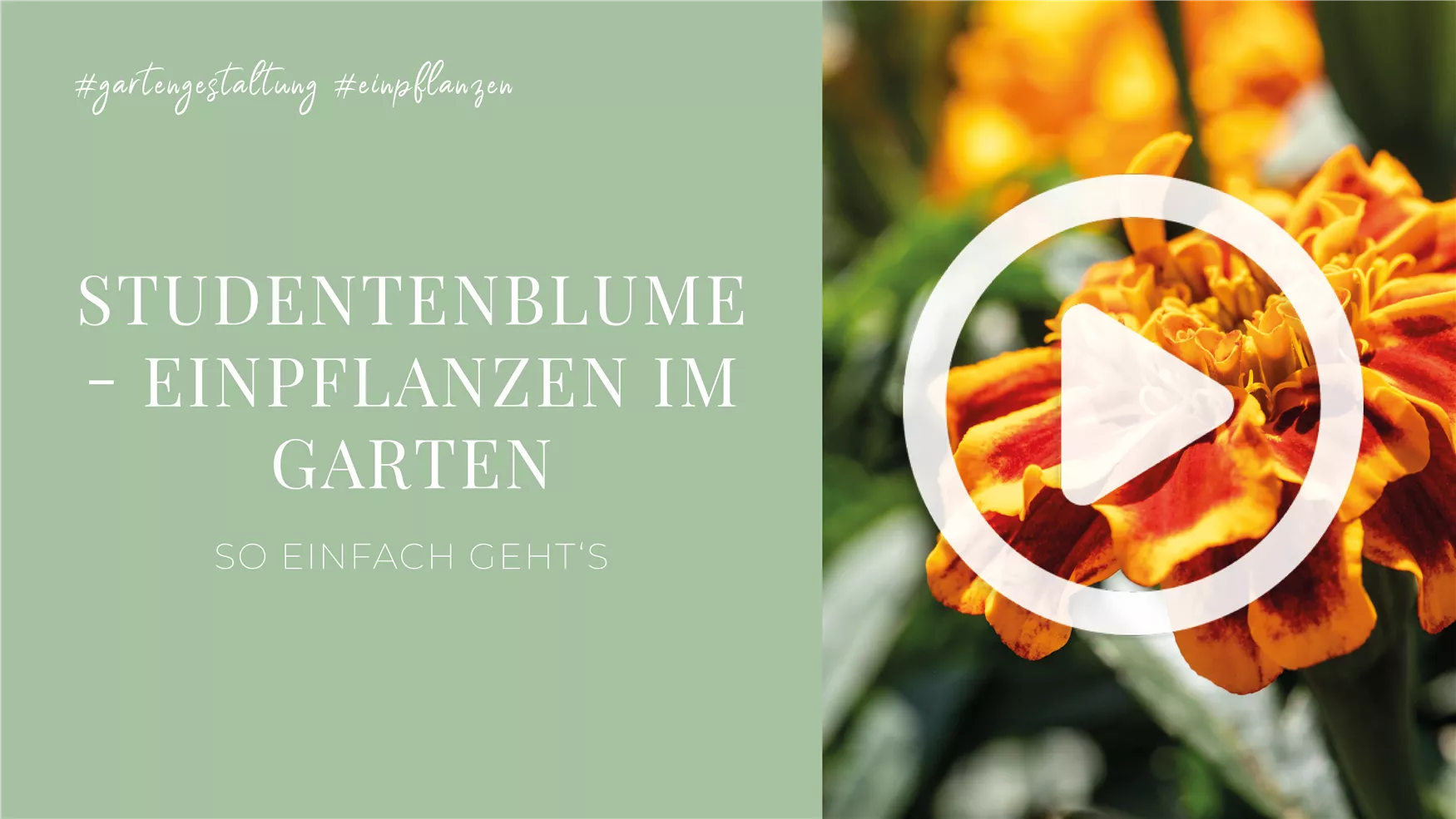 Studentenblume - Einpflanzen im Garten