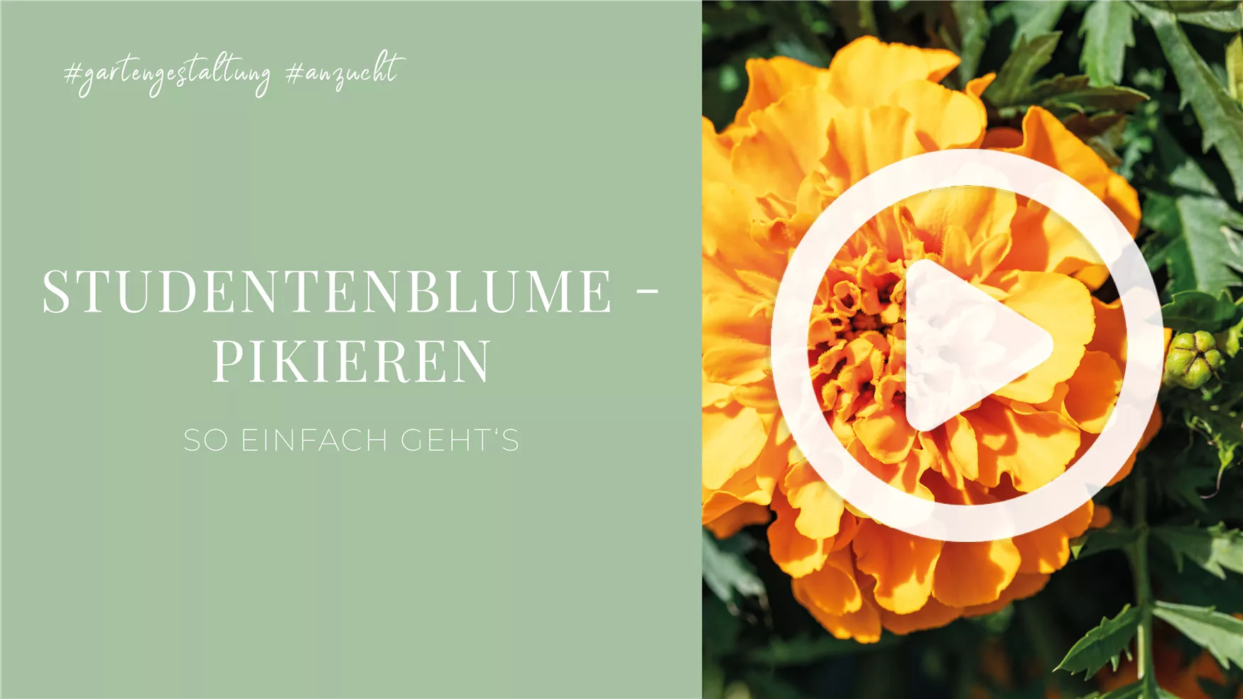 Studentenblume - Pikieren