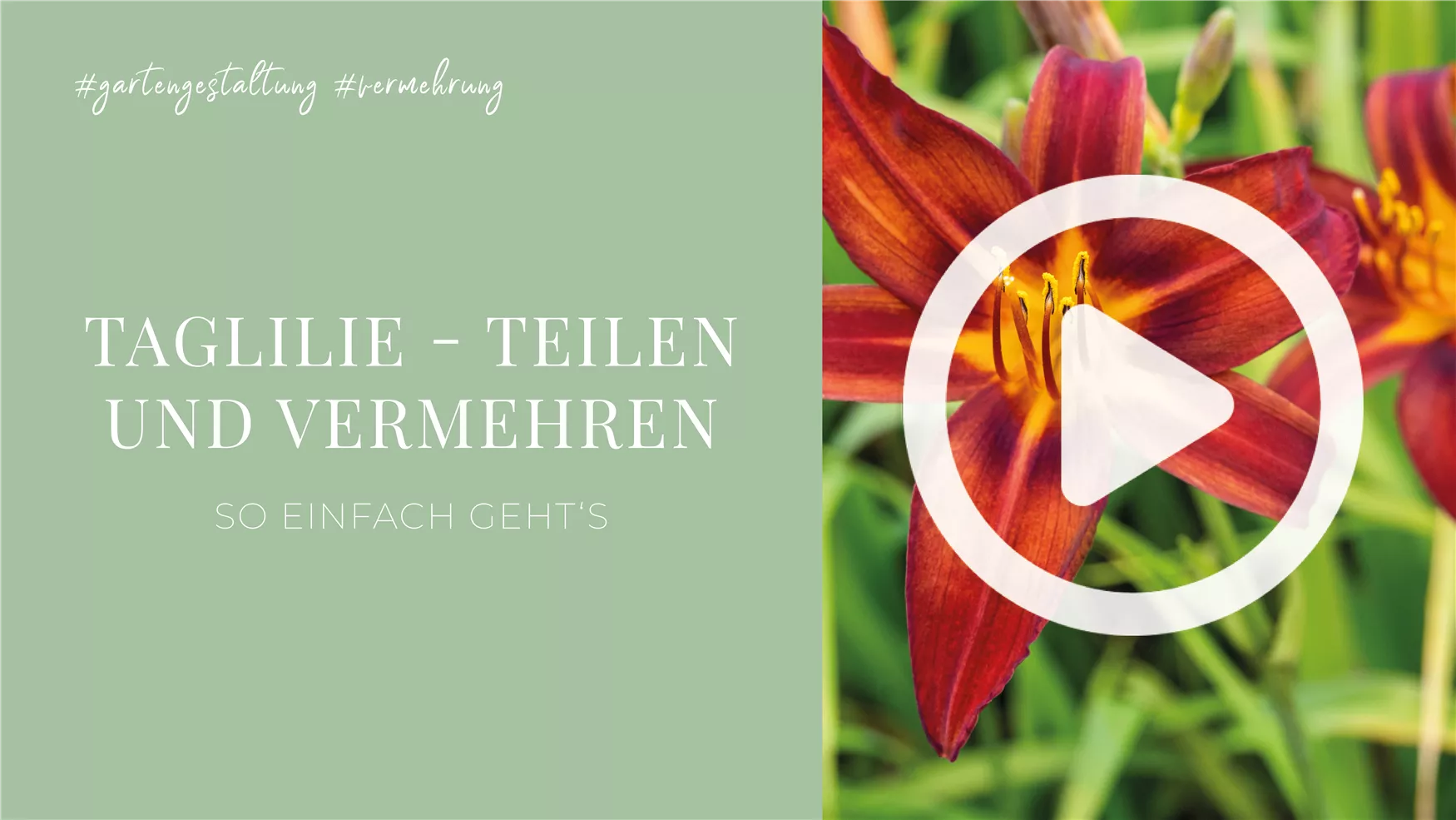 Taglilie - Teilen und Vermehren