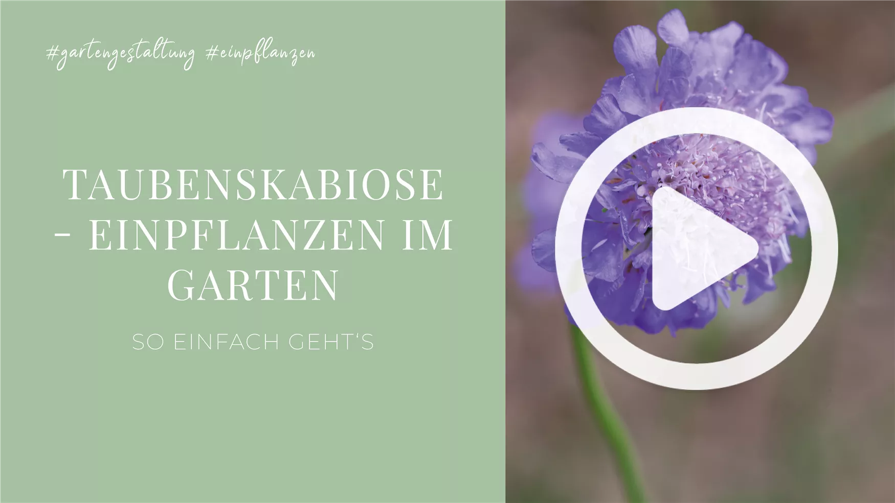 Taubenskabiose - Einpflanzen im Garten