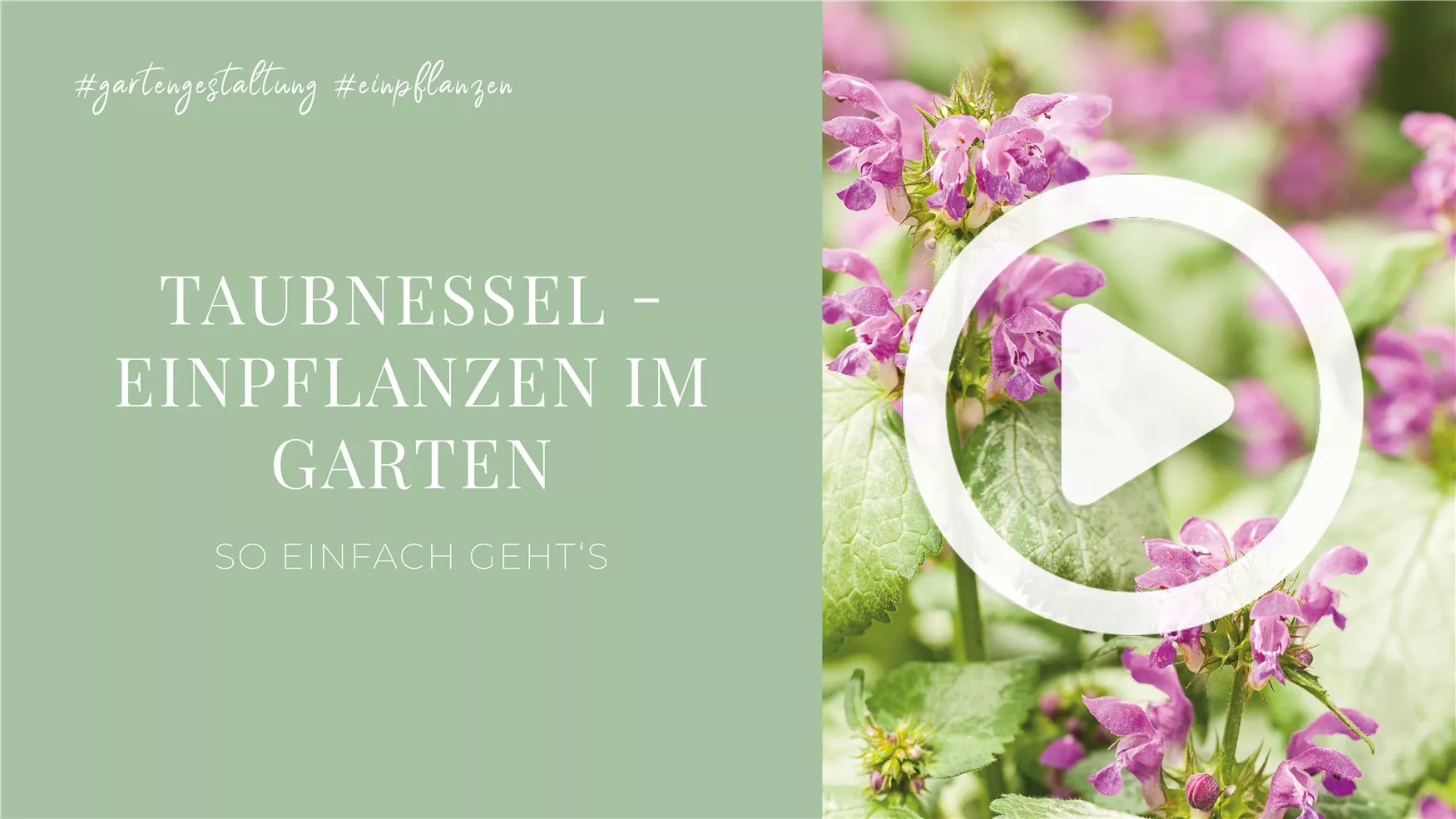 Taubnessel - Einpflanzen im Garten