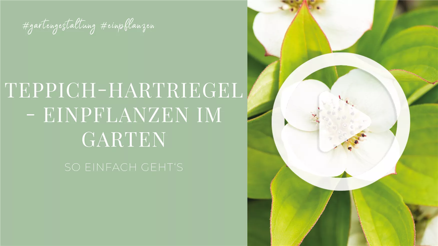 Teppich-Hartriegel - Einpflanzen im Garten