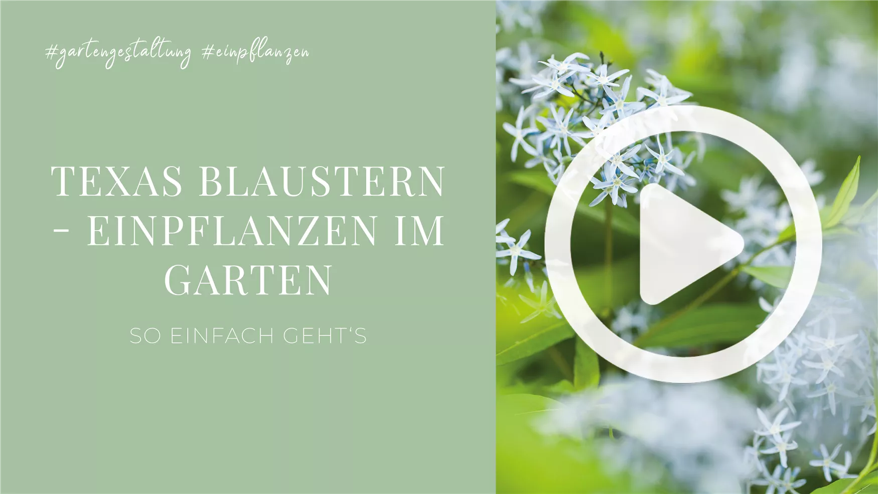 Texas Blaustern - Einpflanzen im Garten