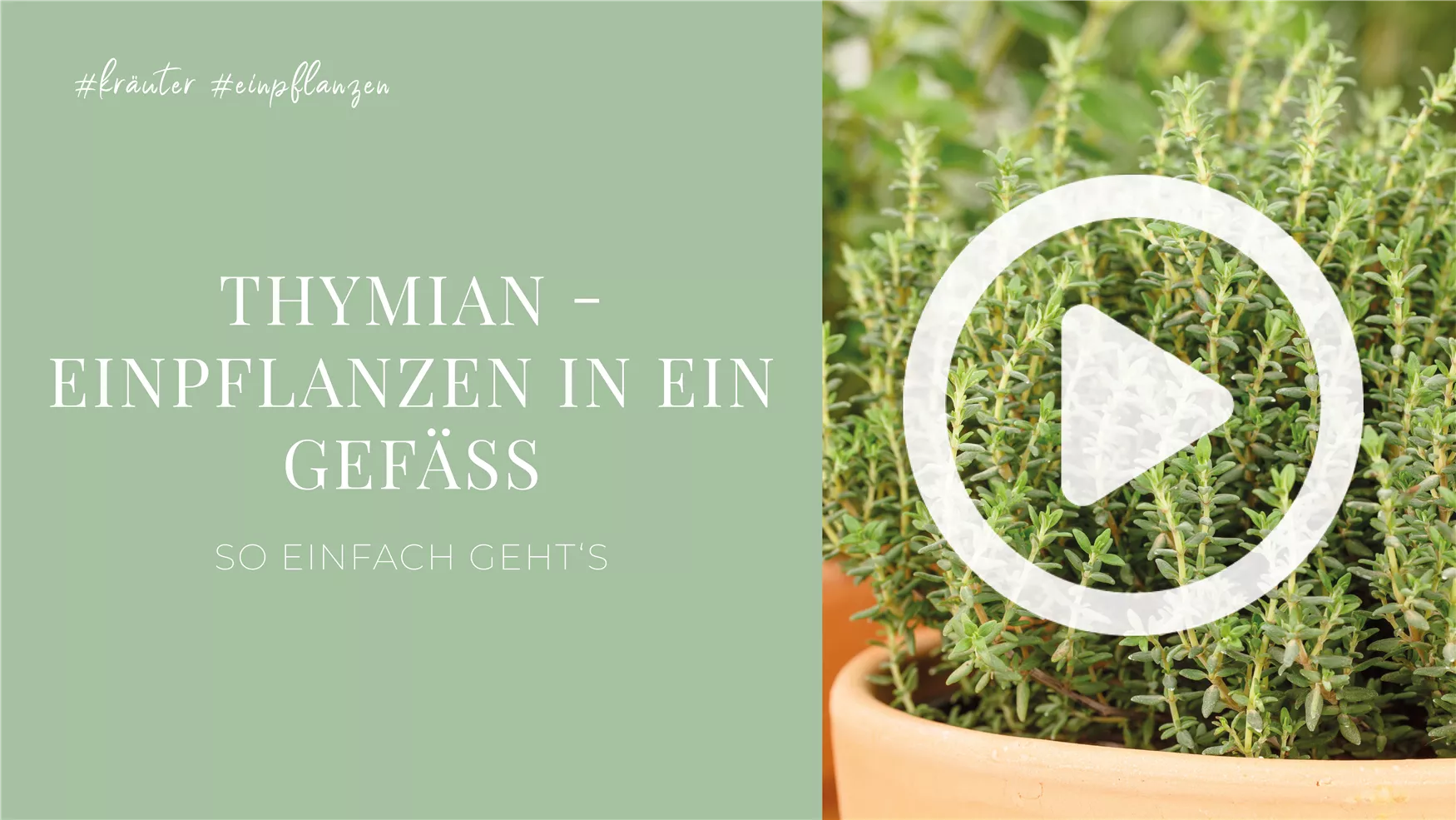 Thymian - Einpflanzen in ein Gefäß