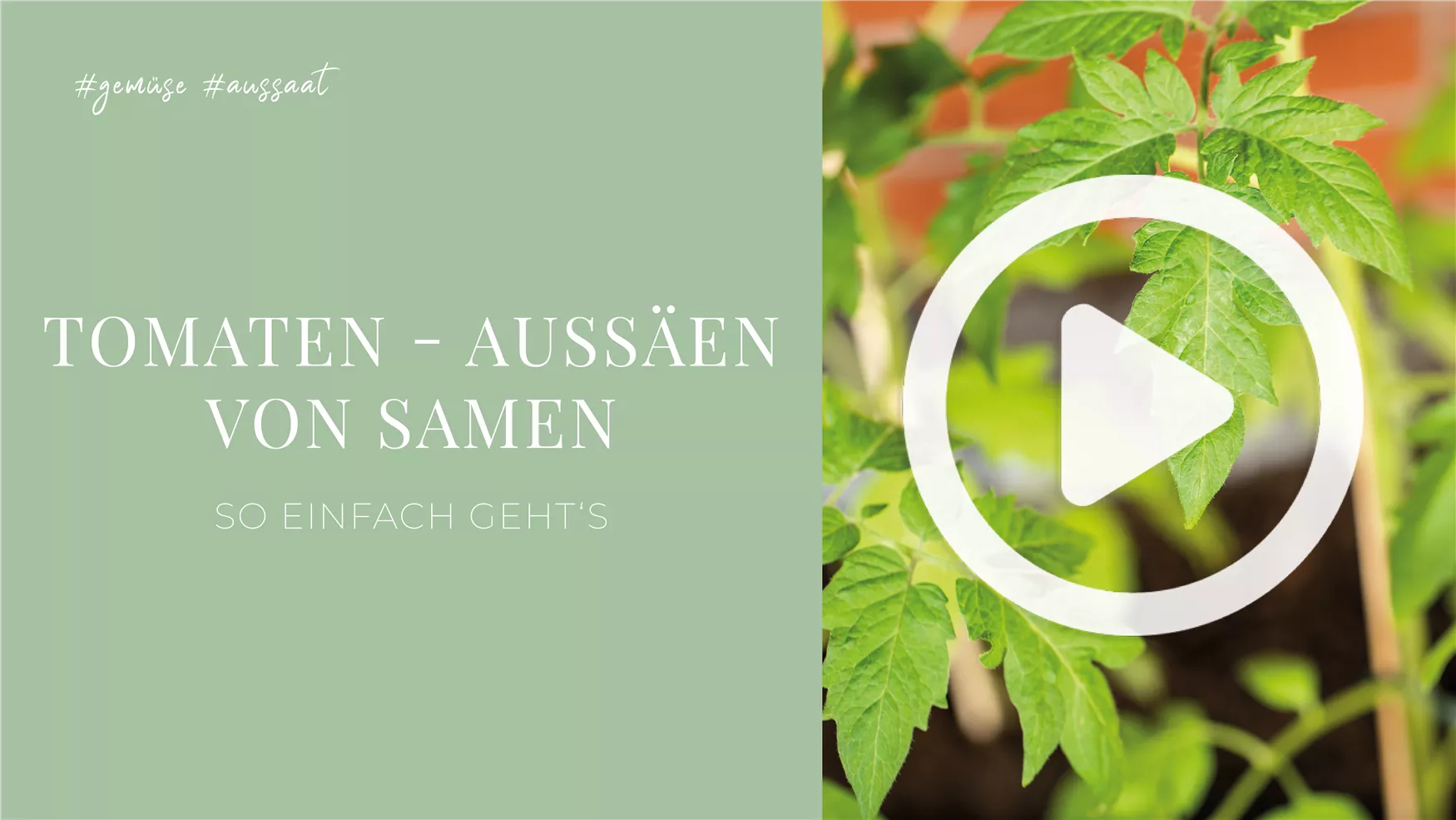 Tomaten - Aussäen von Samen