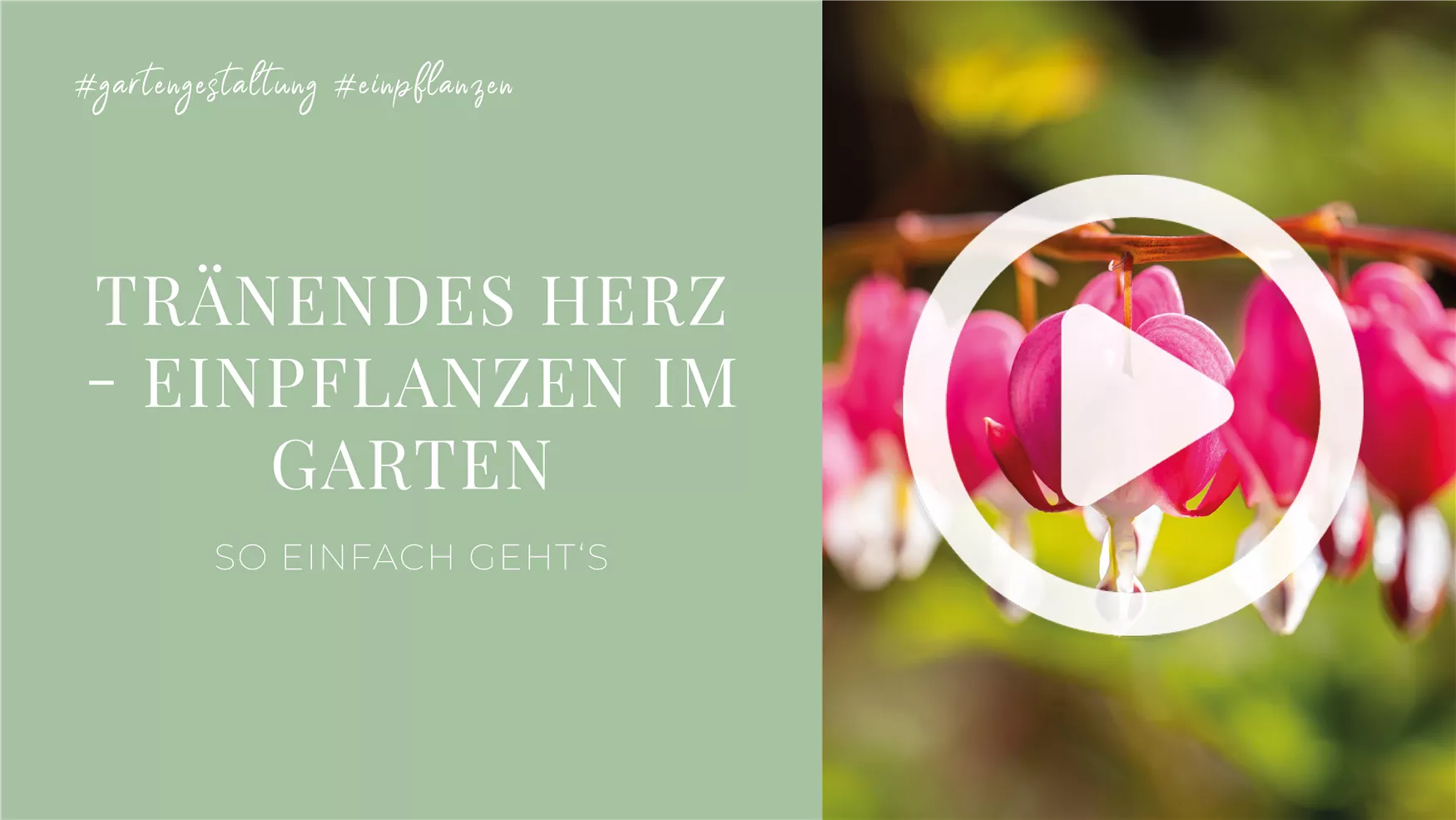 Tränendes Herz - Einpflanzen im Garten