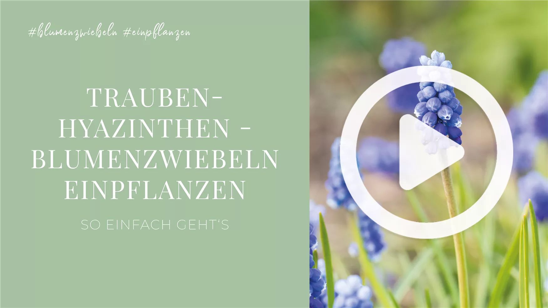 Traubenhyazinthen - Blumenzwiebeln einpflanzen