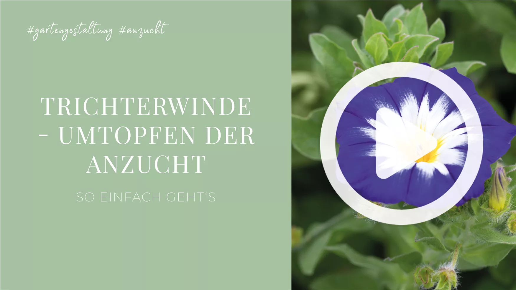 Trichterwinde - Umtopfen der Anzucht