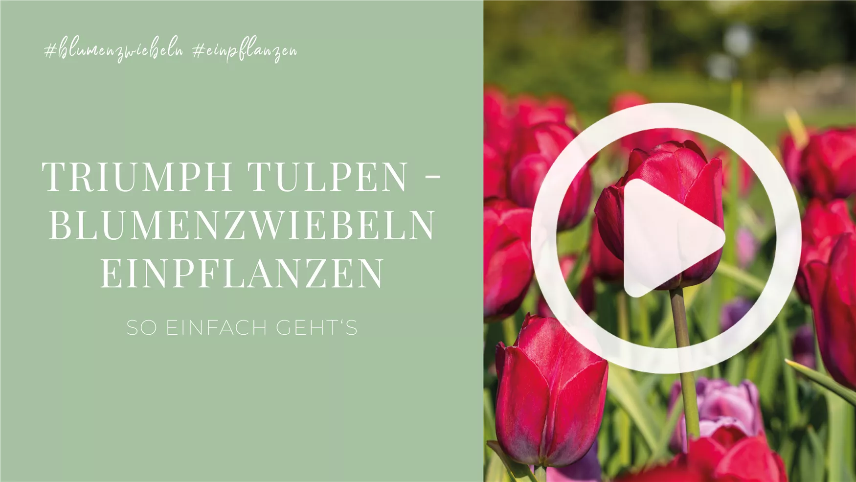 Triumph Tulpen - Blumenzwiebeln einpflanzen