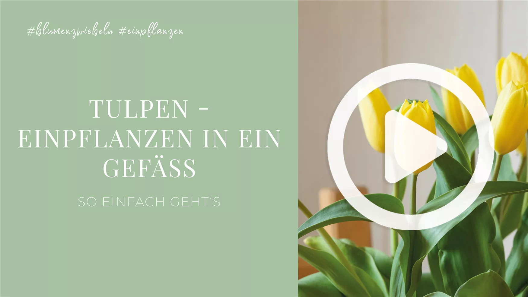 Tulpen - Einpflanzen in ein Gefäß