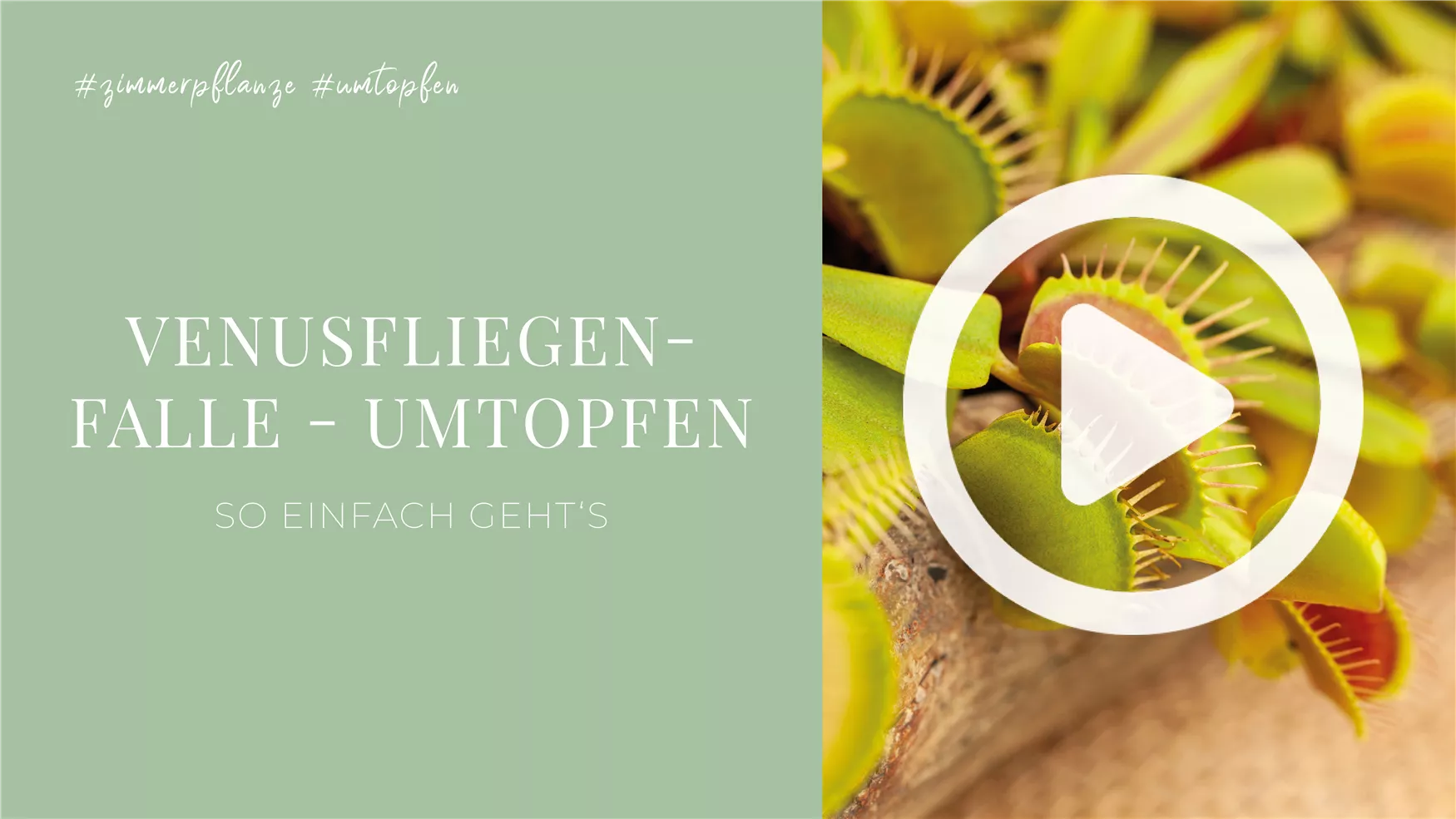 Venusfliegenfalle - Umtopfen