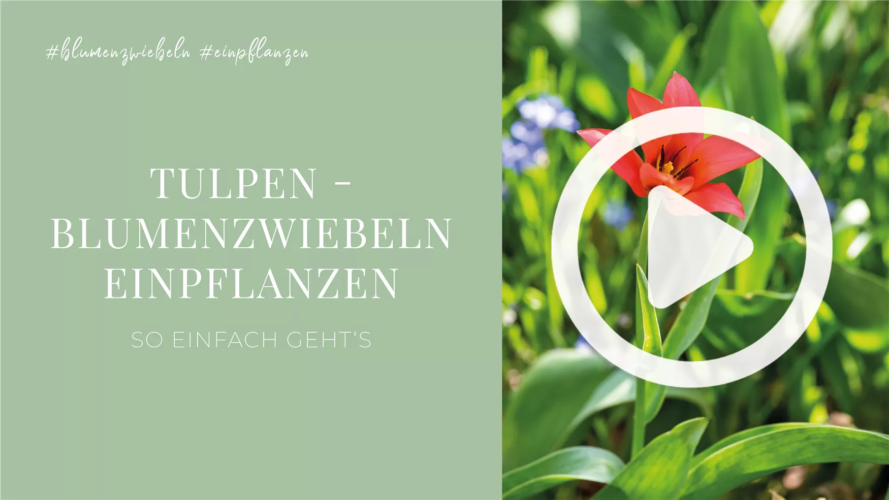 Tulpen - Blumenzwiebeln einpflanzen