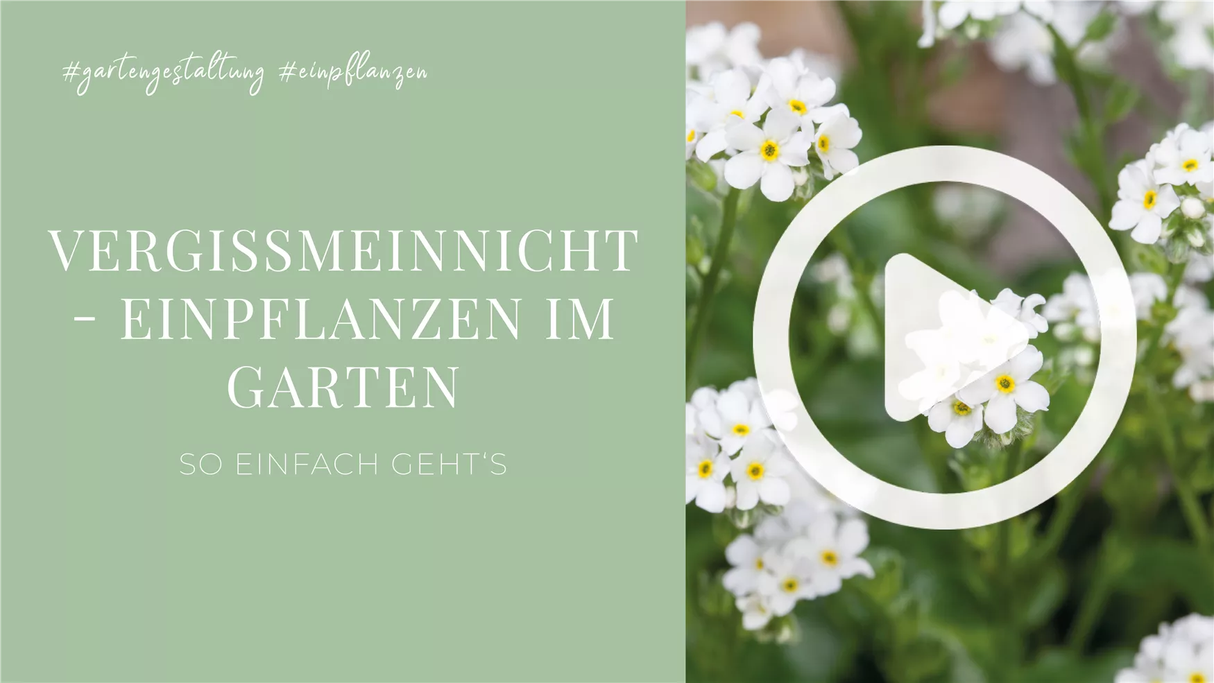 Vergissmeinnicht - Einpflanzen im Garten