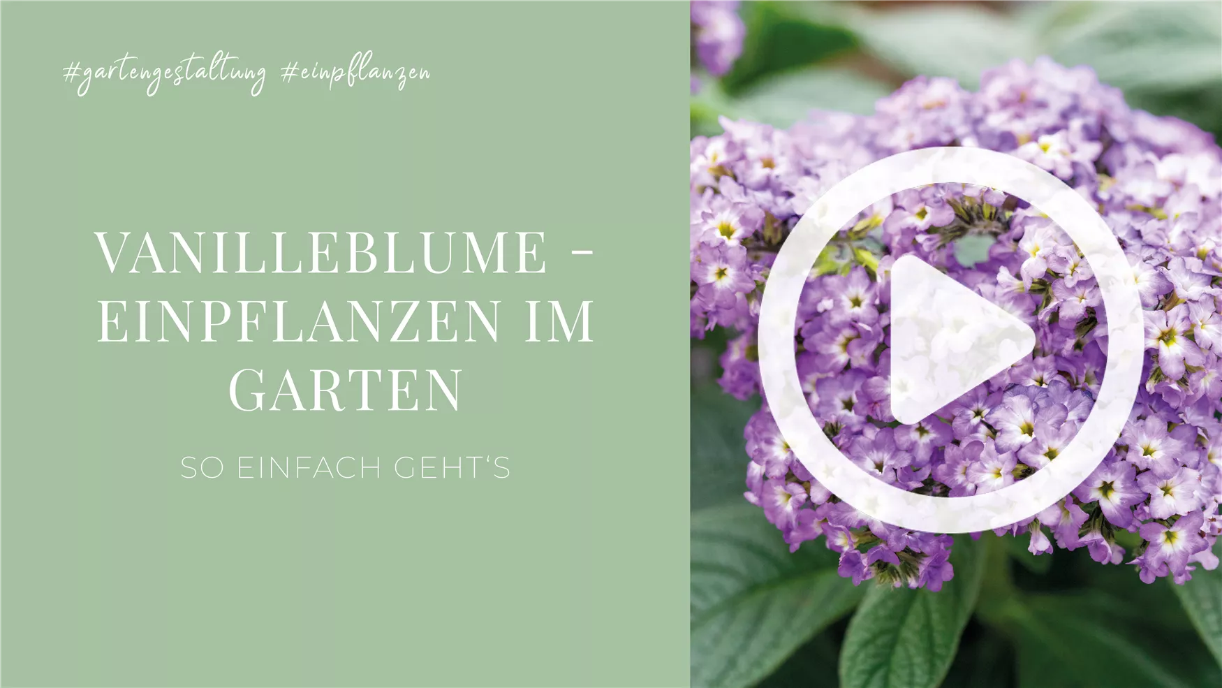 Vanilleblume - Einpflanzen im Garten