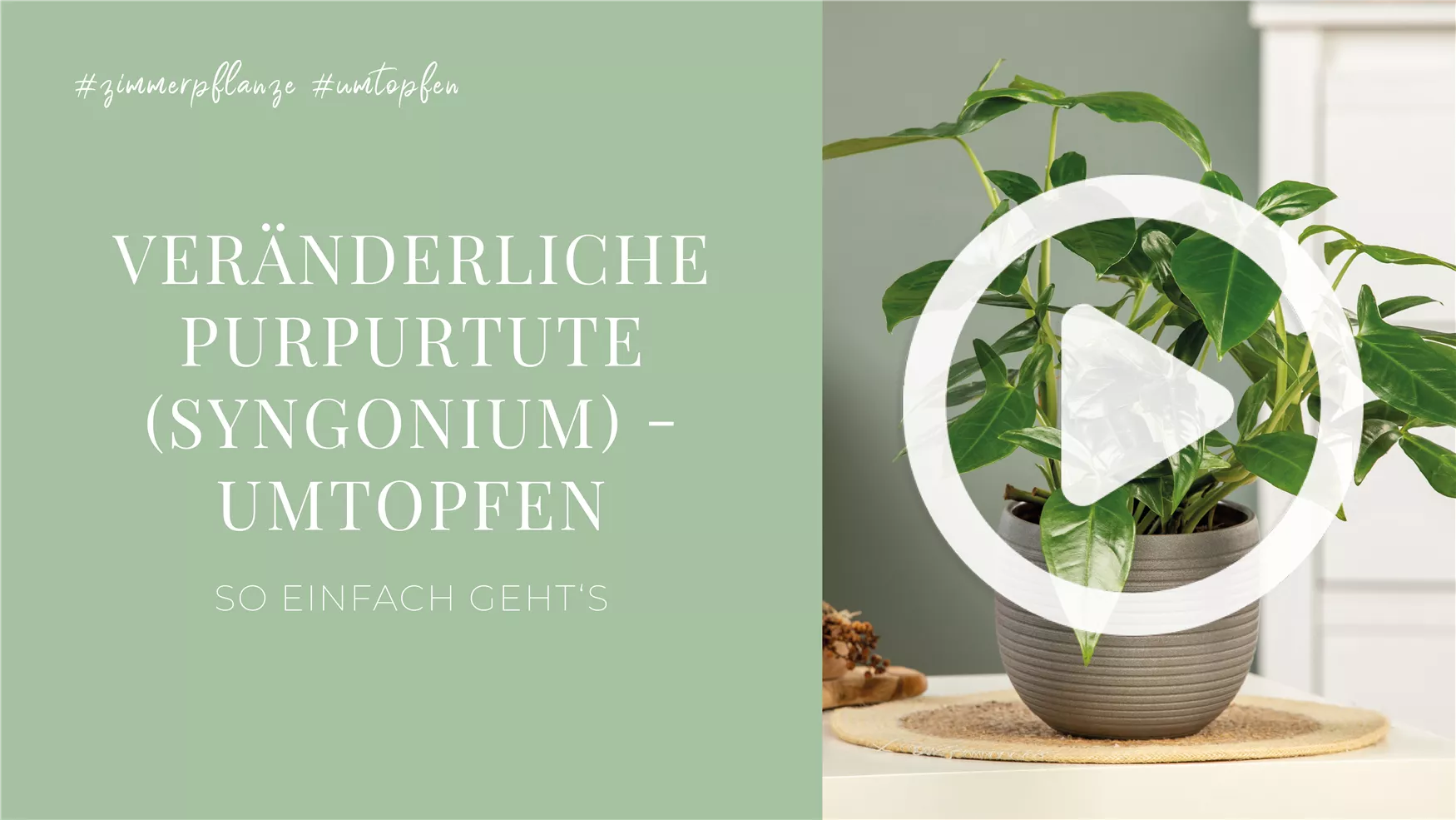 Veränderliche Purpurtute (Syngonium) - Umtopfen