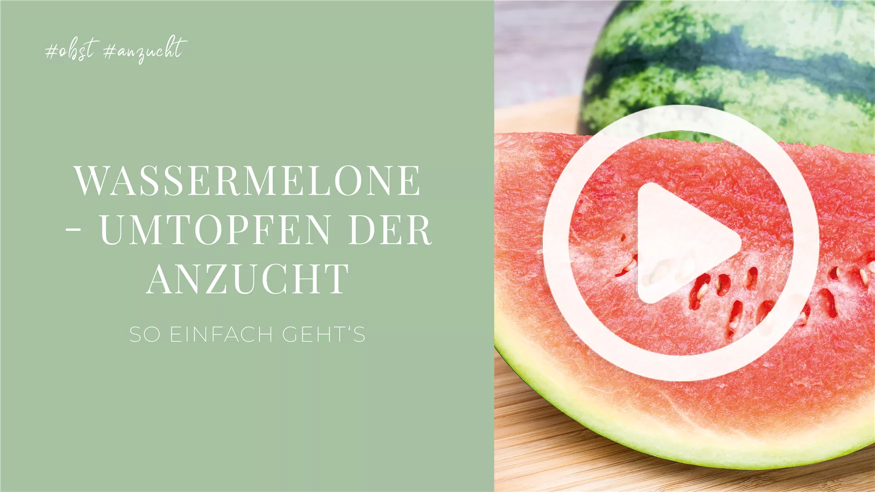 Wassermelone - Umtopfen der Anzucht