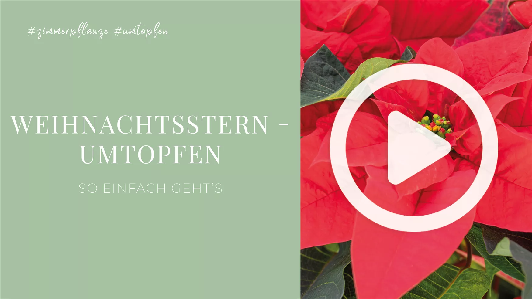 Weihnachtsstern - Umtopfen