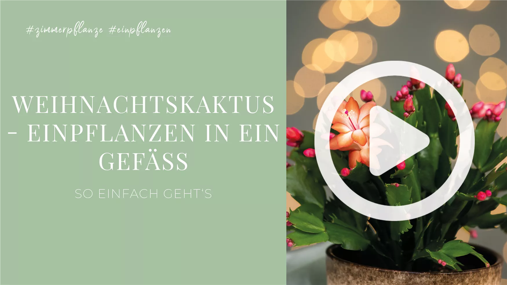 Weihnachtskaktus - Einpflanzen in ein Gefäß