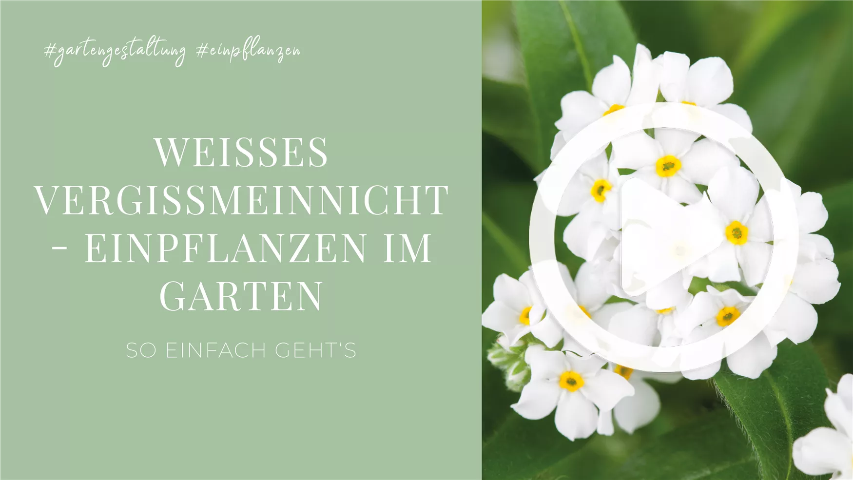 Weißes Vergissmeinnicht - Einpflanzen im Garten