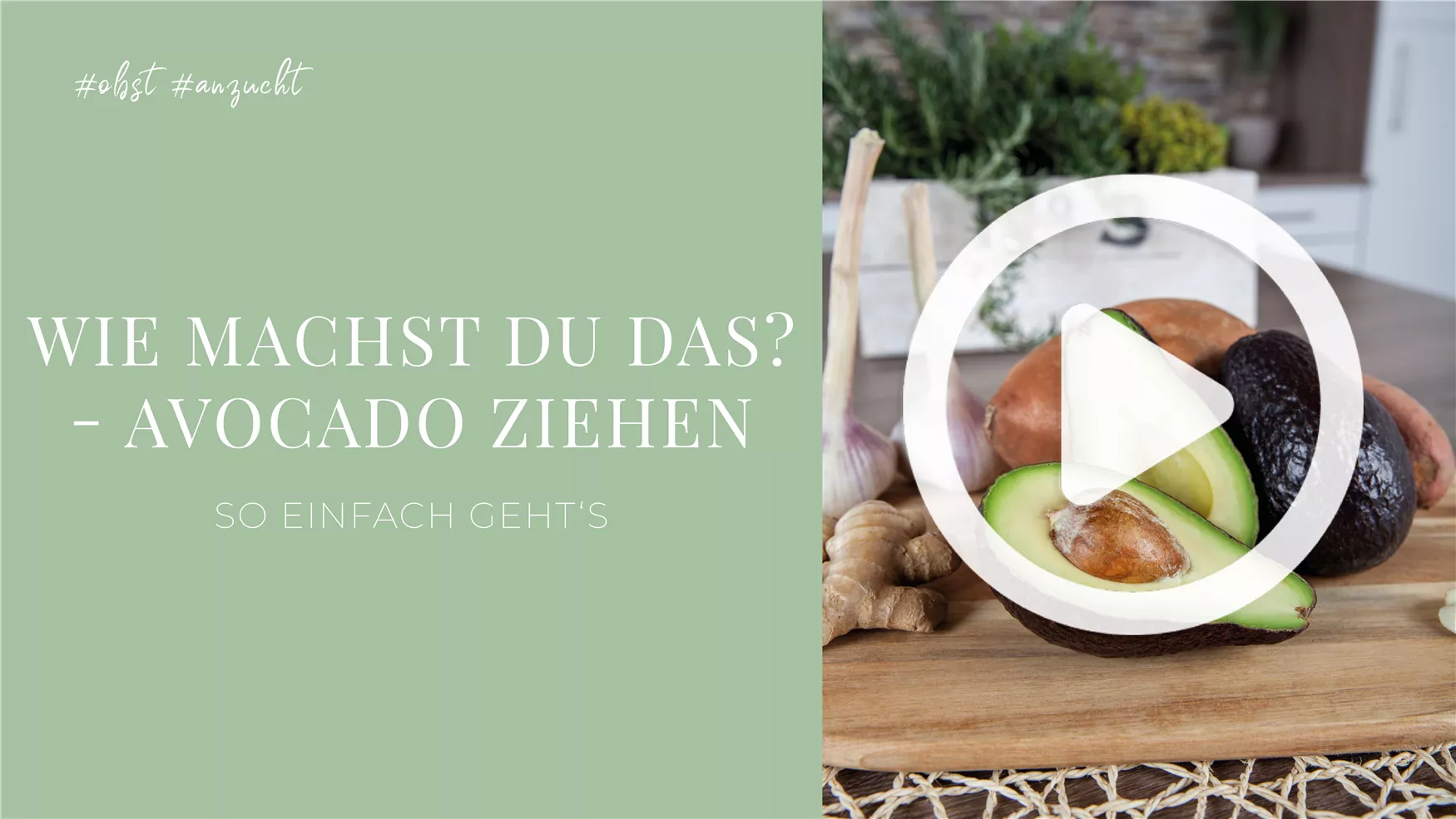 Wie machst du das? - Avocado ziehen