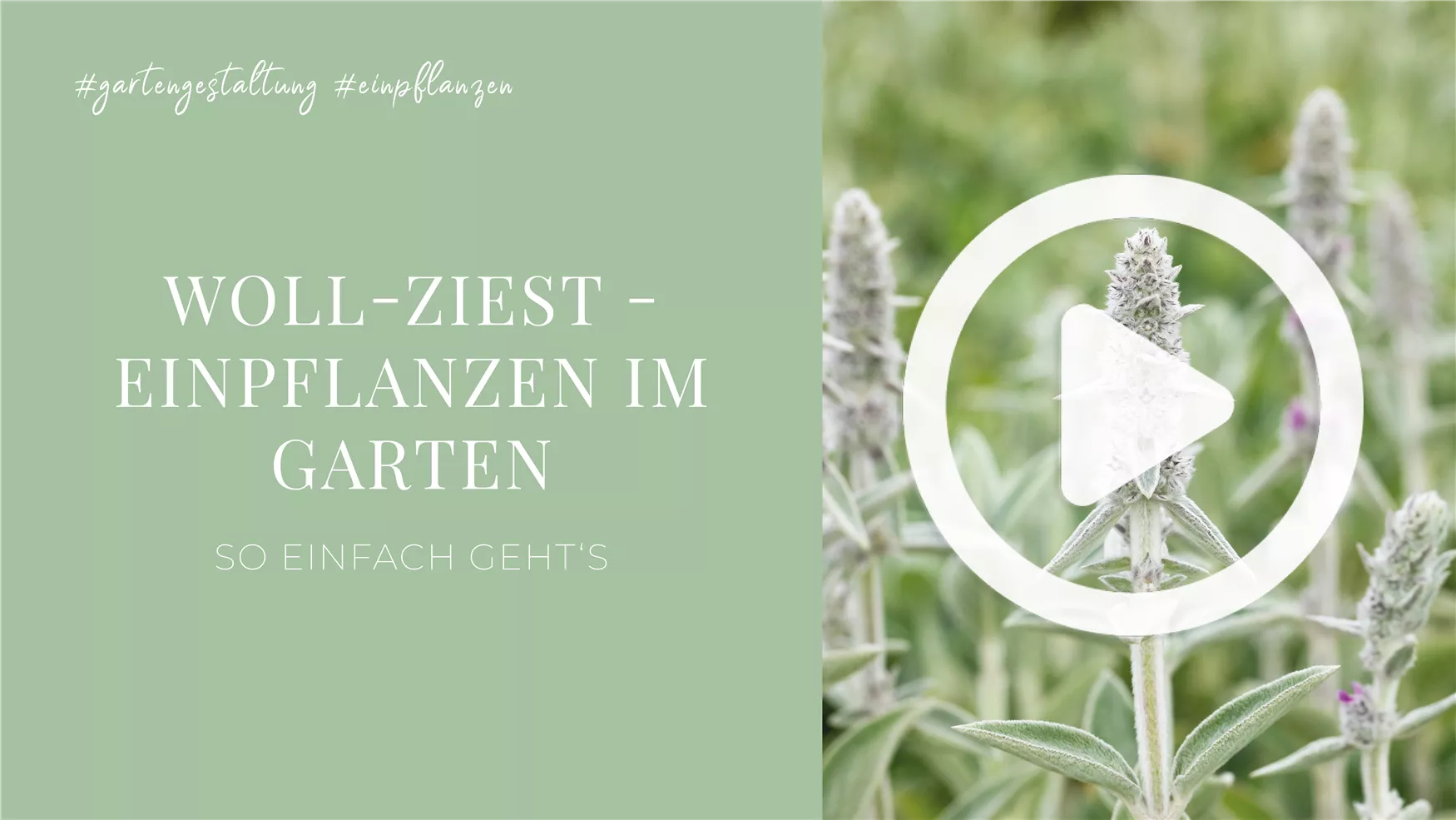 Woll-Ziest - Einpflanzen im Garten