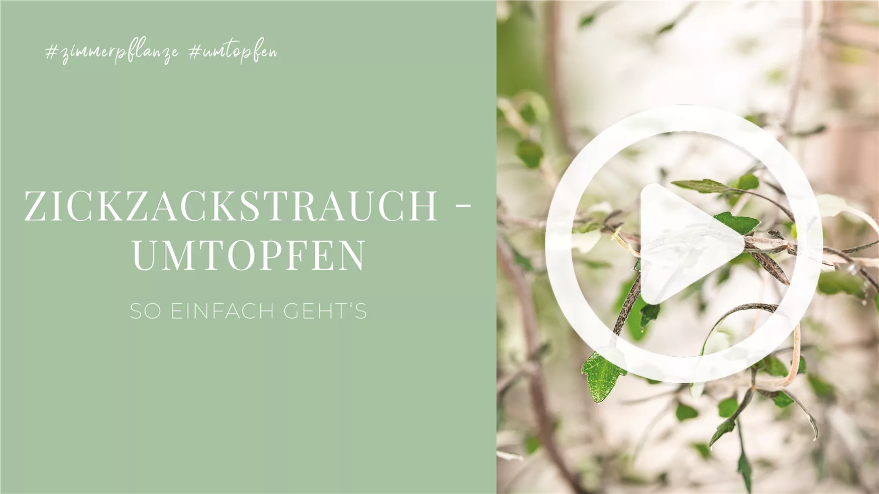 Zickzackstrauch - Umtopfen