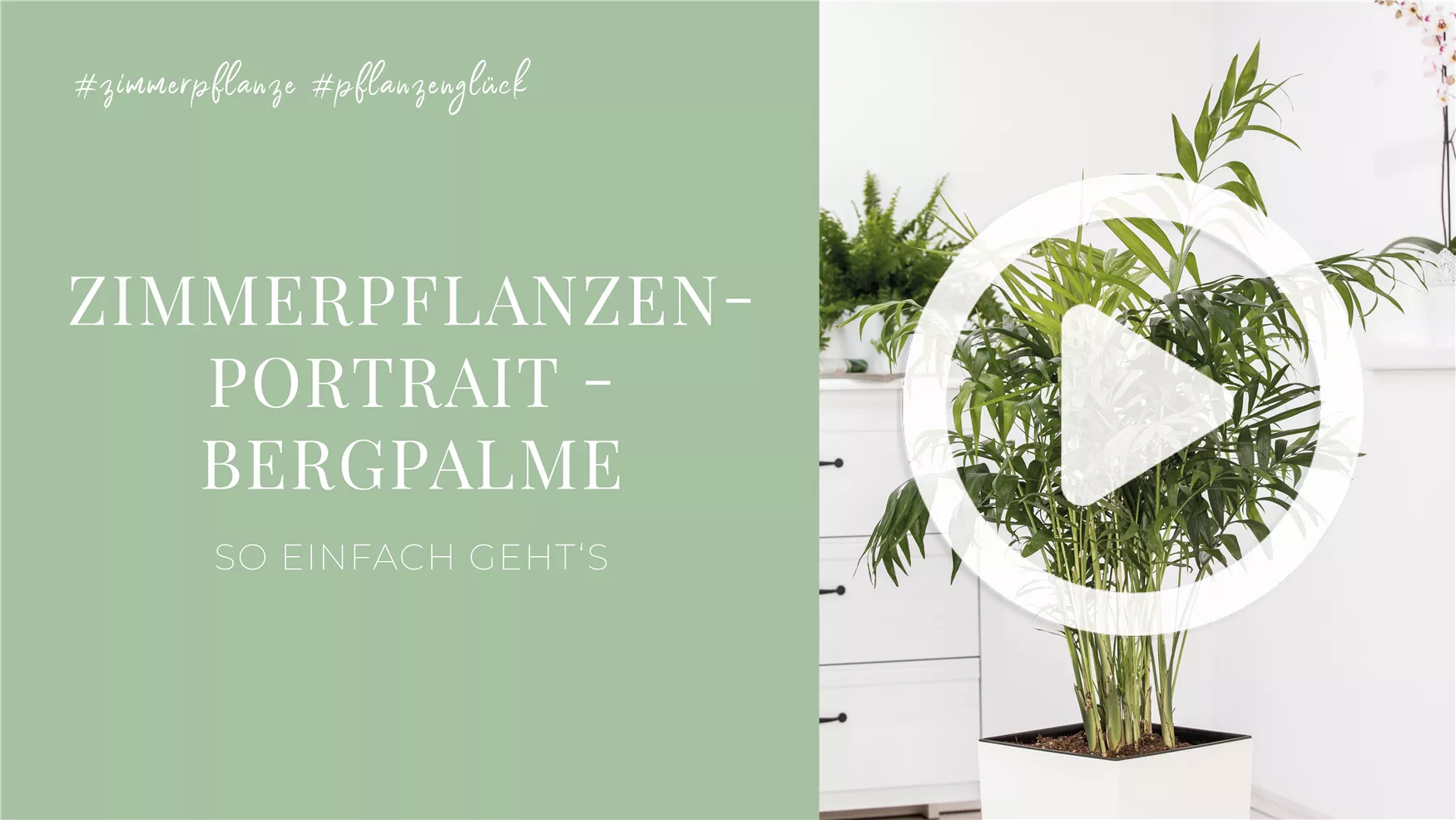 Zimmerpflanzenportrait - Bergpalme