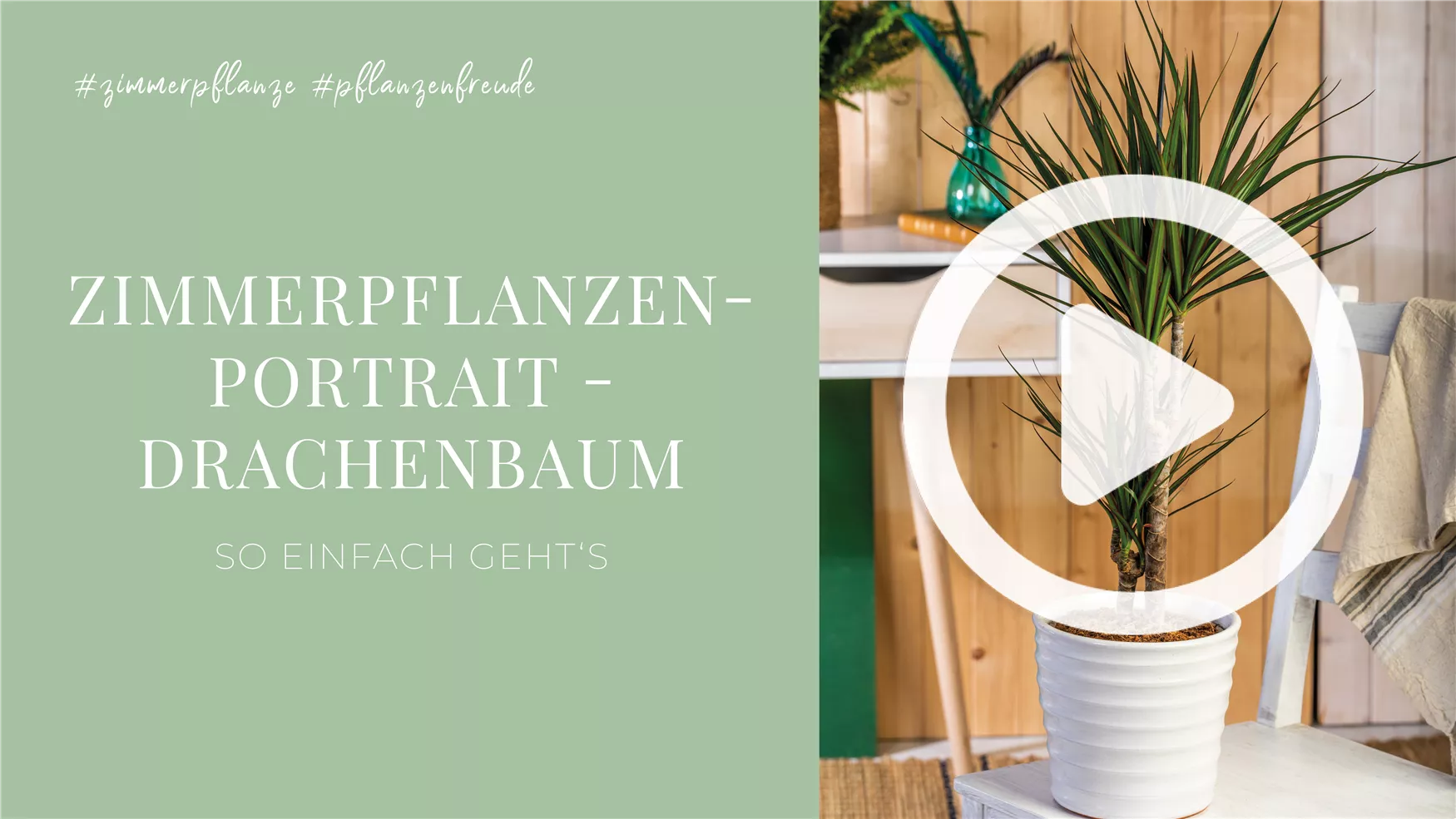 Zimmerpflanzenportrait - Drachenbaum