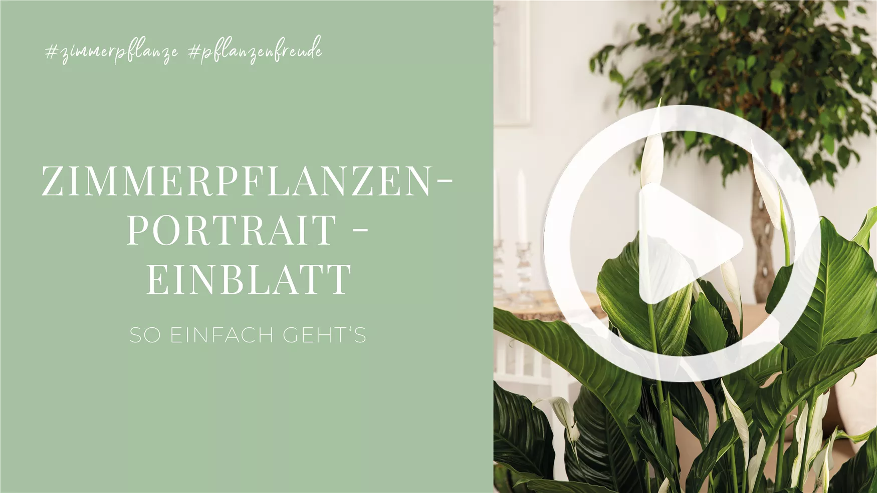 Zimmerpflanzenportrait - Einblatt