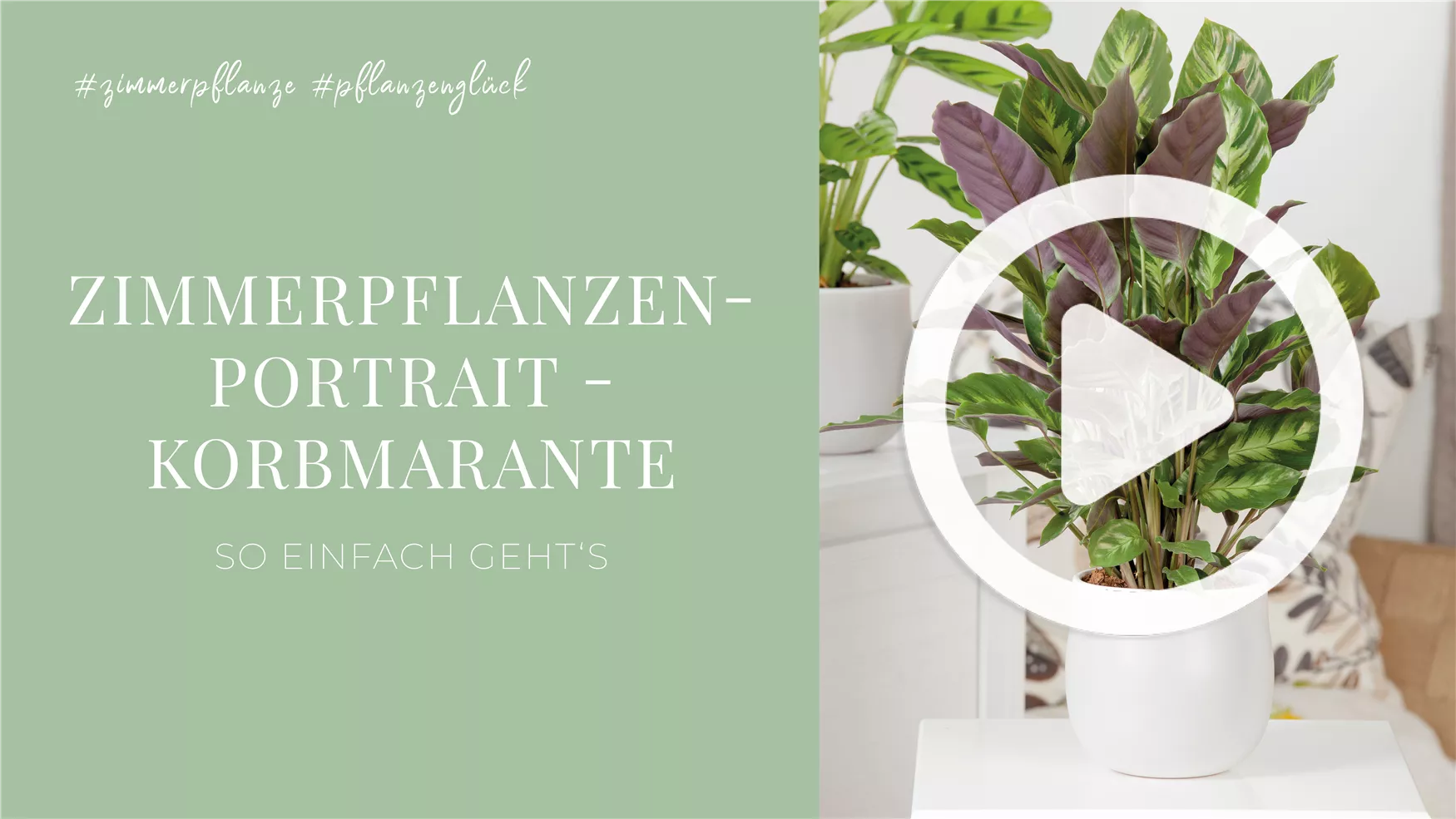 Zimmerpflanzenportrait - Korbmarante