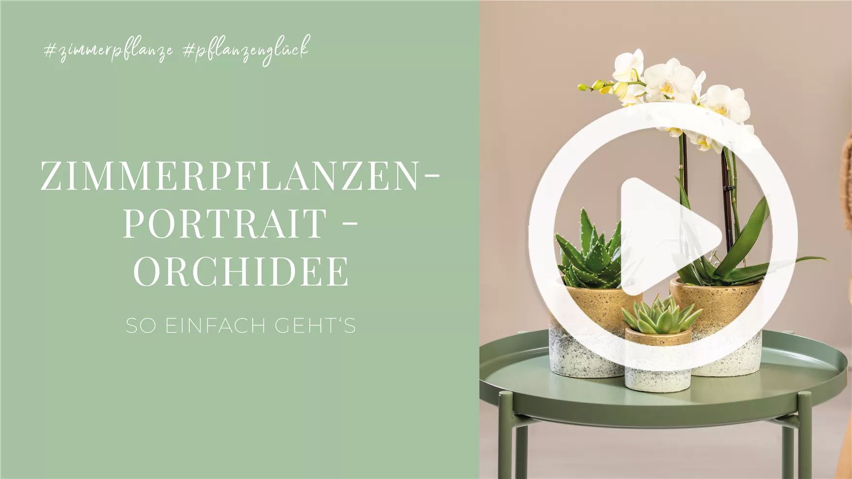 Zimmerpflanzenportrait - Orchidee