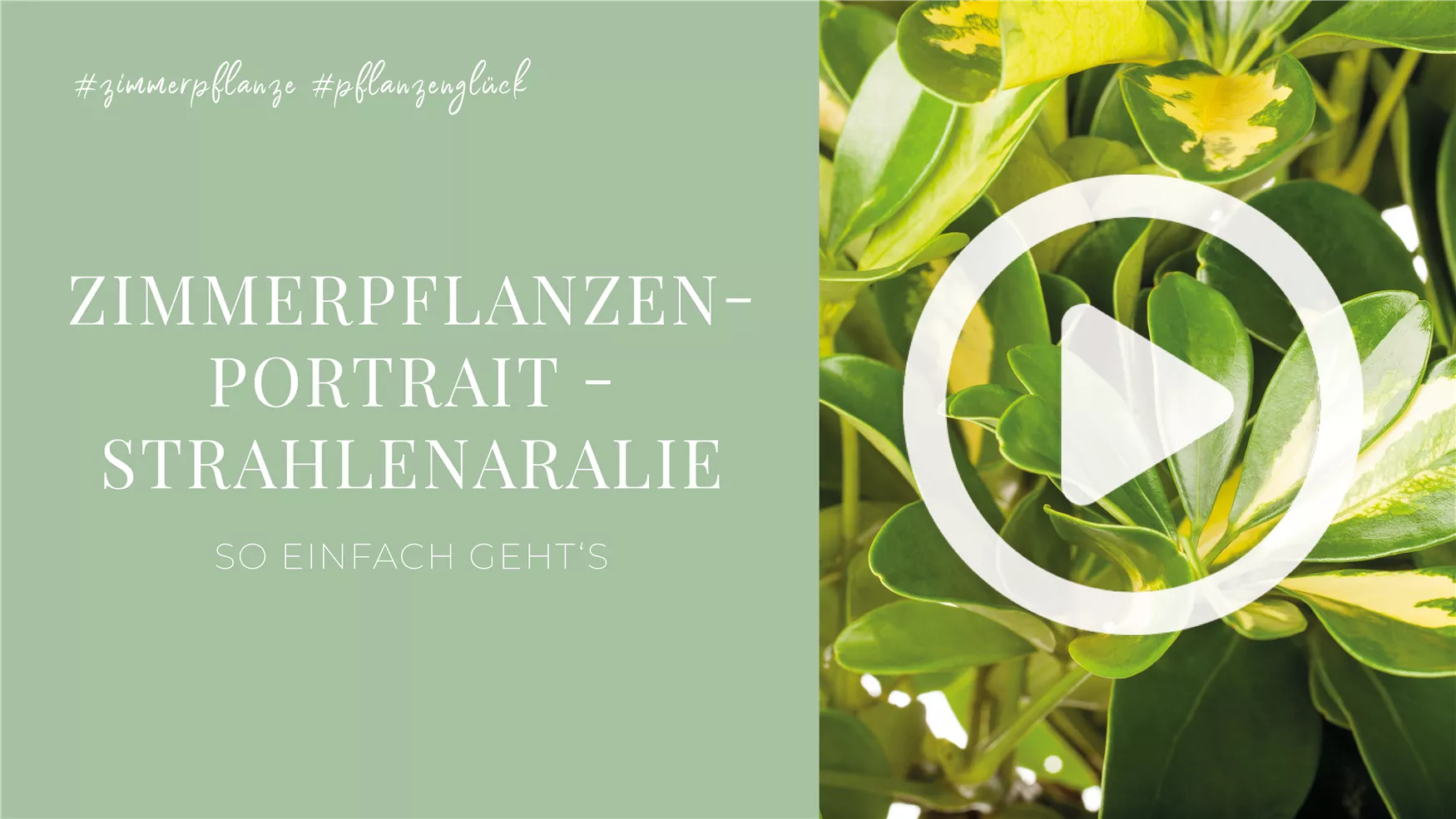 Zimmerpflanzenportrait - Strahlenaralie