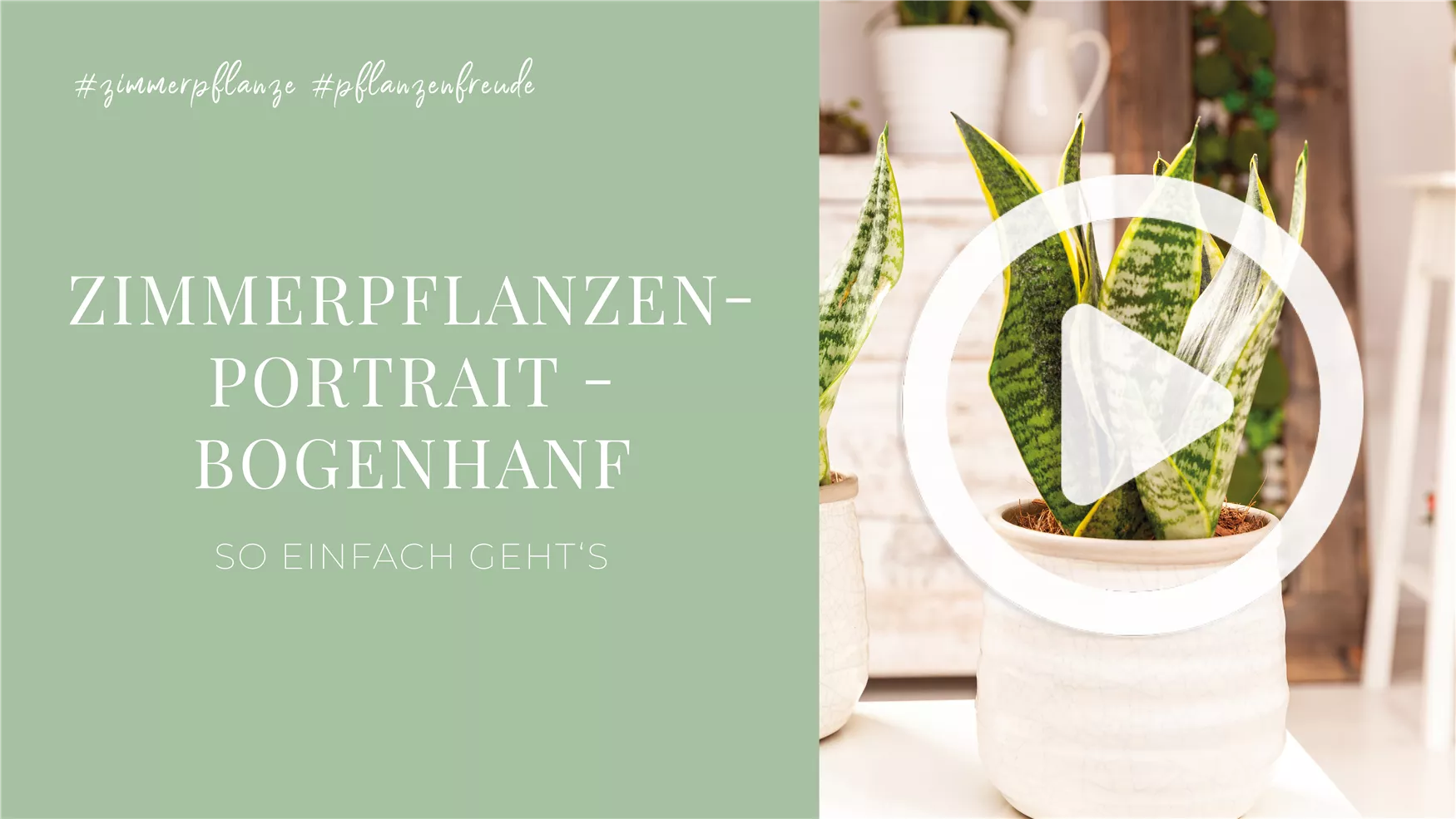 Zimmerpflanzenportrait - Bogenhanf